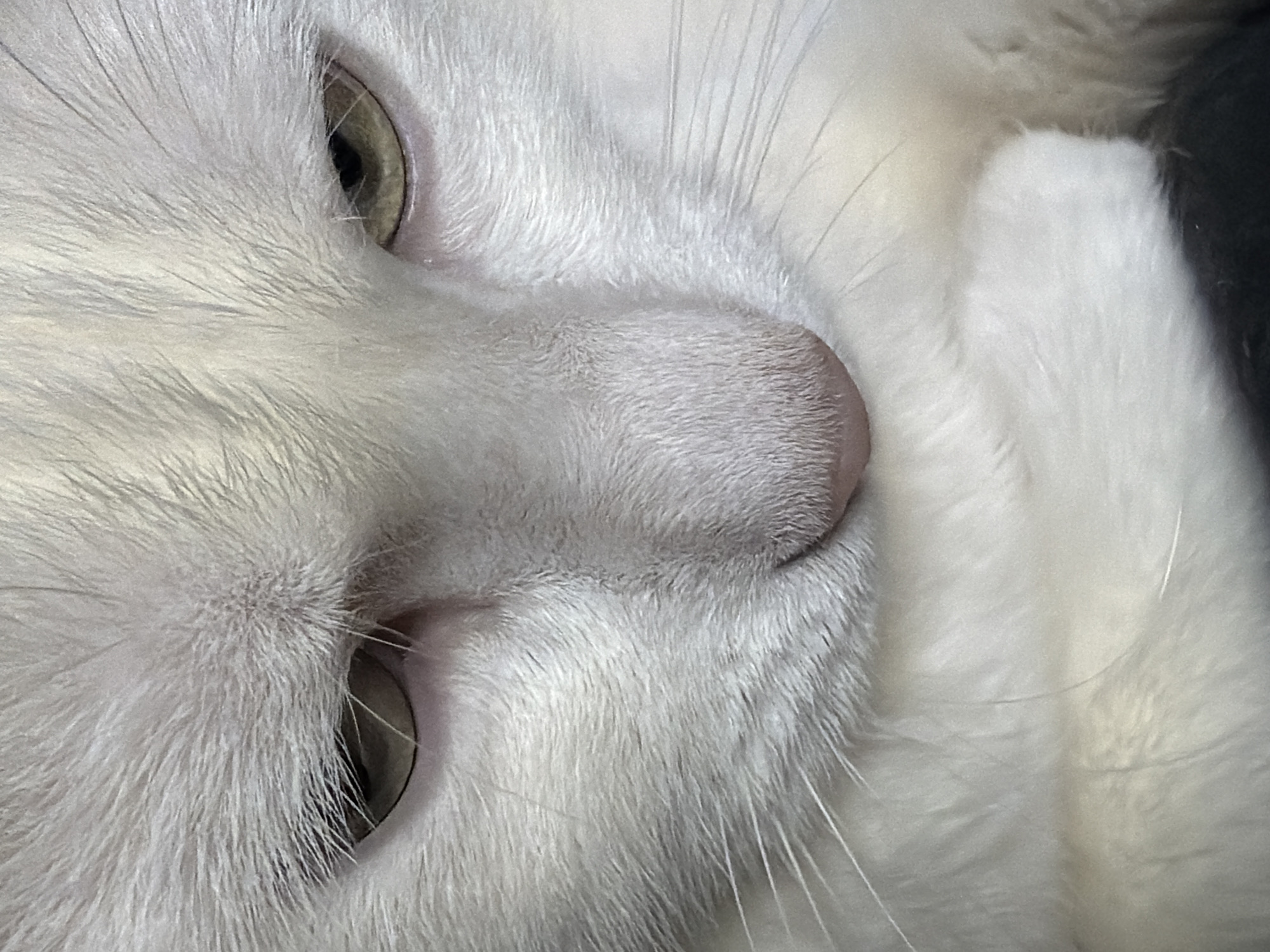 The image is a close-up of a white cat's face. The cat is lying on its side, with its eyes partially open. The cat's nose is pink. Staraya, Russia is not represented in this image.