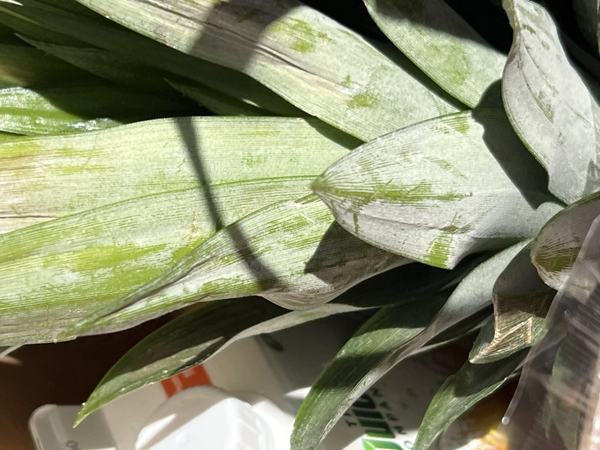 The image is a close-up of the crown of a pineapple, showing the layered green leaves with a powdery white residue. The leaves are long and pointed, with visible veins running lengthwise. Sunlight casts shadows across the leaves, highlighting their texture. In the background, out of focus, is a white plastic bag with some text visible, possibly from a store. There is no indication of the city of Donegal, Ireland, in the image.