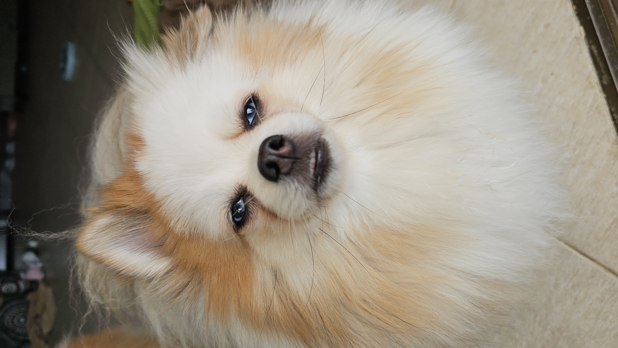 A close-up, head-on shot shows a fluffy Pomeranian dog with striking blue eyes and tan and white fur. The dog's ears are perked up, and its mouth is slightly open, revealing a pink tongue. The background is blurred, but suggests an indoor environment with tiled flooring. The lighting appears natural, illuminating the dog's features and the texture of its fur.