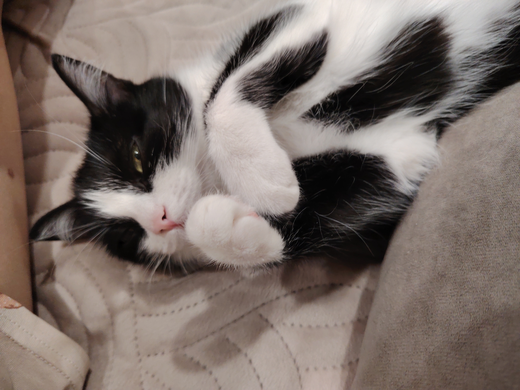 A black and white cat is lying on a patterned beige blanket and a solid brown surface. The cat is curled up with its paws near its face. The cat's eyes are partially closed.
