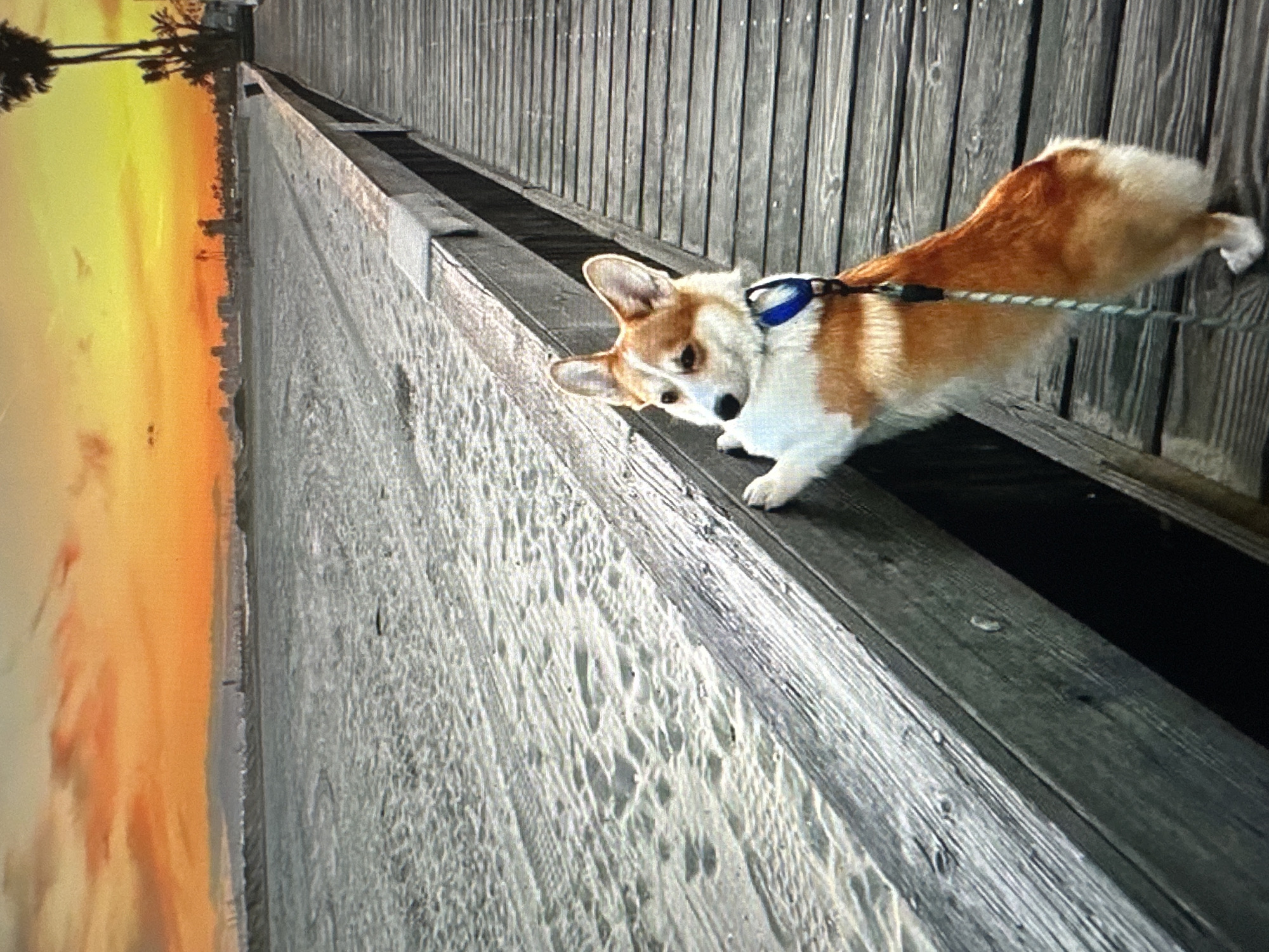 A corgi dog is standing on its hind legs, leaning against a wooden railing on a pier. The dog is wearing a blue collar and a leash. The pier is made of weathered wooden planks and extends into the distance. To the left of the pier is a sandy beach with tire tracks. In the background, the ocean stretches towards a city skyline under a vibrant orange and yellow sunset sky. Palm trees are visible on the right side of the image, suggesting a coastal location. The city in the background is likely Tallinn, Estonia, known for its coastal setting and historic skyline.