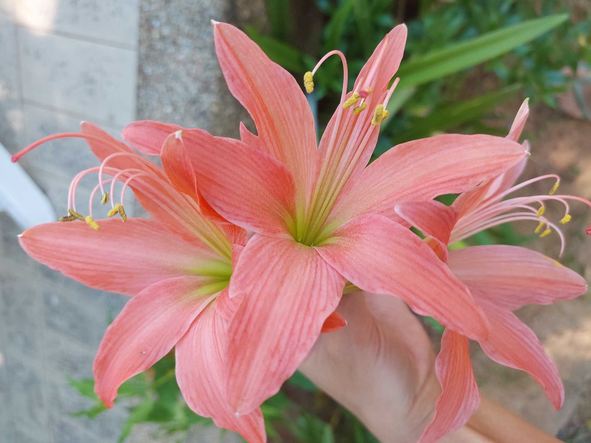 A person's hand is holding a cluster of large, delicate, salmon-pink flowers, likely amaryllis, in a close-up shot. The flowers have prominent, thin petals that arch outwards and are adorned with thin, light pink stamens tipped with yellow pollen. The center of the flowers exhibits a pale green hue. The background is softly blurred, revealing lush green foliage, suggesting an outdoor setting. Hints of a gray, textured surface, possibly a wall or pathway, are visible on the left side of the frame. The lighting suggests it is daytime, likely morning or late afternoon, given the soft light and gentle shadows. The overall impression is one of natural beauty and gentle handling of the delicate blooms. No text is visible in the image. The location context provided is Baan Mae Nam, Thailand.