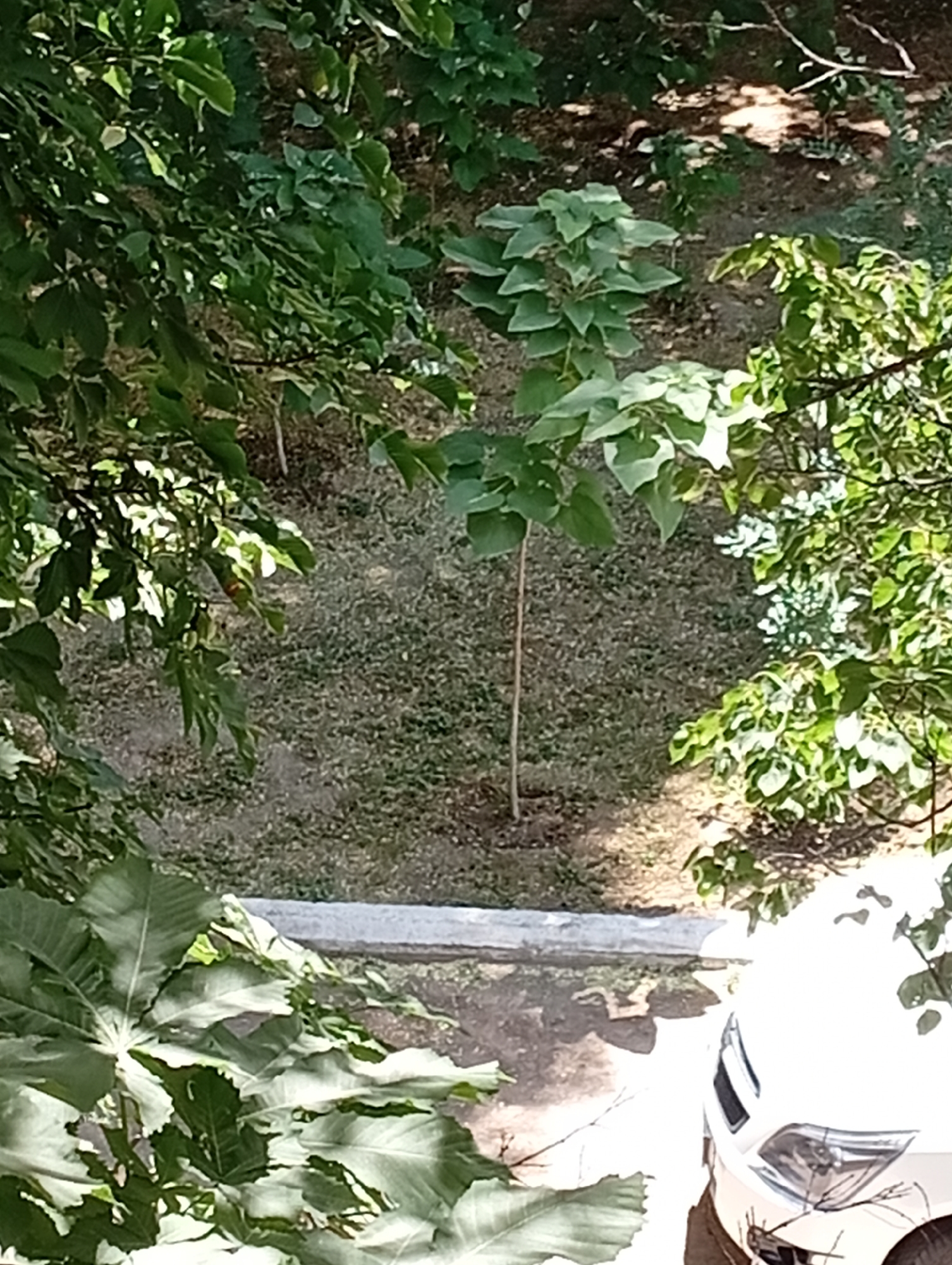 The image shows a small tree with large leaves, possibly a sunflower, planted in a patch of dry grass and soil. The tree is located in a yard or park area, with other trees and foliage visible in the background. A white car with its headlights on is parked to the right of the frame. The scene is illuminated by sunlight, casting shadows on the ground. The location is identified as Angren, Uzbekistan.