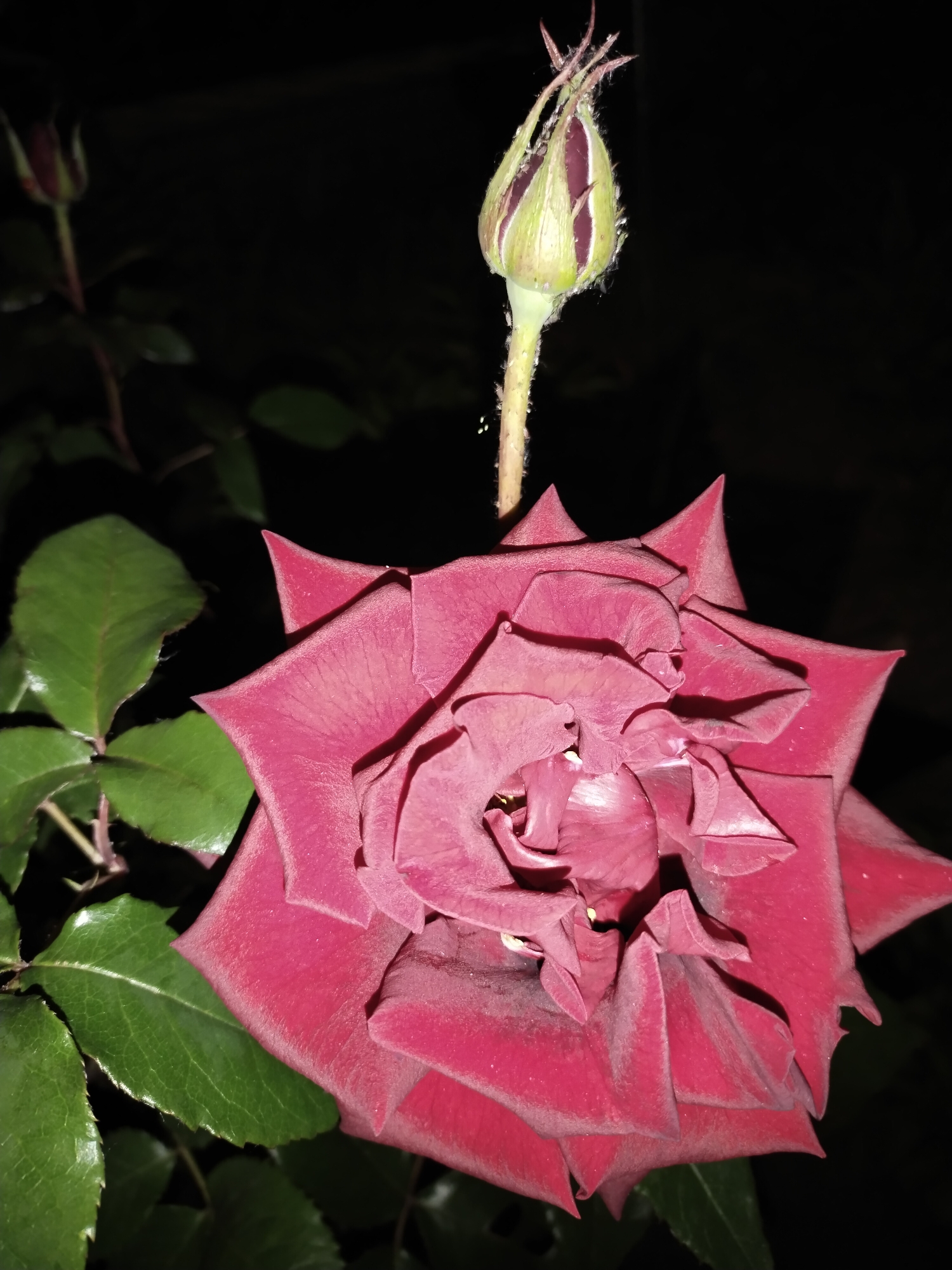 Memory