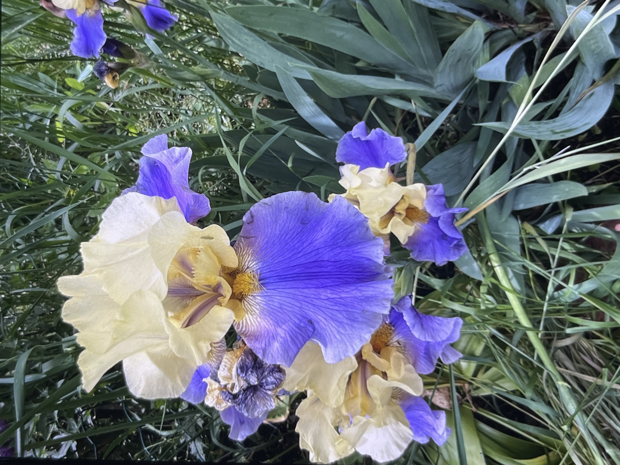 The image depicts a cluster of bearded iris flowers in bloom, with large petals showcasing a gradient of yellow and purple. The flowers are surrounded by tall, green foliage, creating a natural, garden setting. One iris prominently displays yellow upper petals and striking purple lower petals with delicate veining. Other irises in the background exhibit similar color combinations, with some appearing slightly wilted. The overall impression is one of vibrant floral beauty within a lush green environment. The image does not contain any elements that would allow for the determination of a specific city or location.