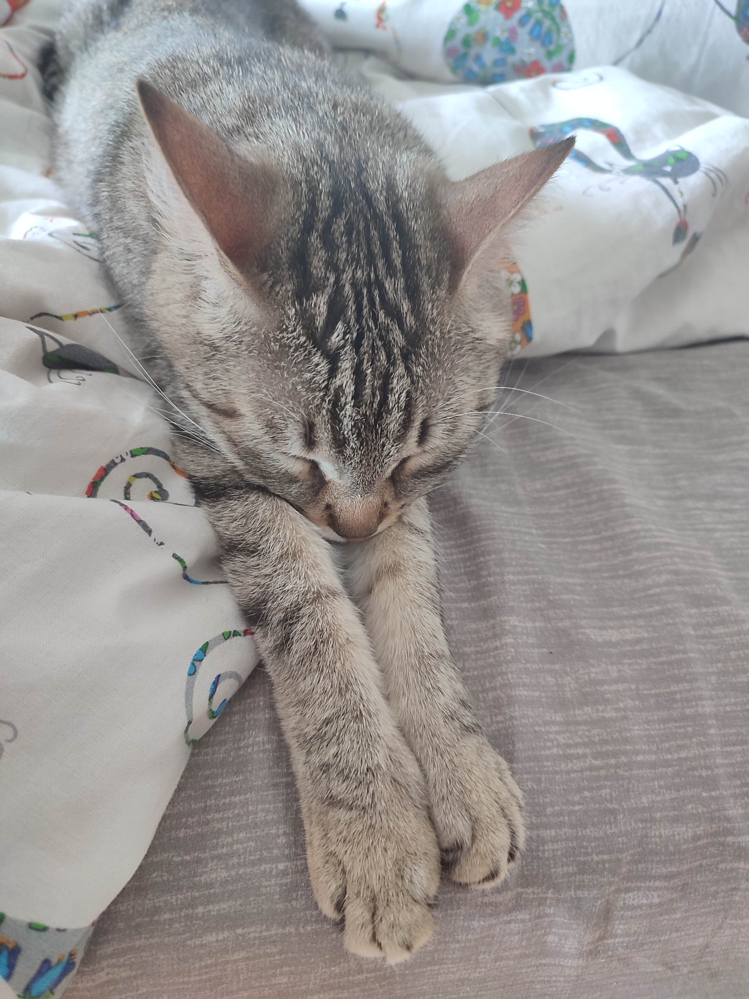 A gray tabby cat is sleeping on a bed. The cat is lying on a white patterned sheet with its front paws crossed. The background includes a solid gray bedspread. The location is undetermined as it is not possible to locate an indoor location like this.