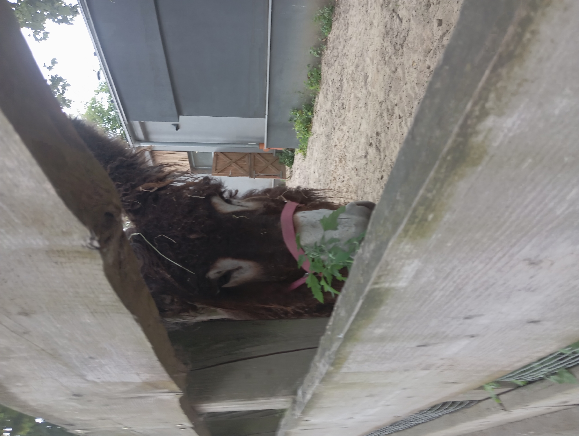The image shows a close-up of a brown donkey's head, partially obscured by wooden planks. The donkey has shaggy fur and is wearing a pink collar. A small green plant is growing near its head. The background suggests an outdoor setting, possibly a farm or a petting zoo, with sandy ground and a building visible. The building appears to be made of grey material with wooden doors. The time of day is unclear, but the lighting suggests it is daytime. The overall impression is of a rustic and natural environment. There is no visible text in the image.