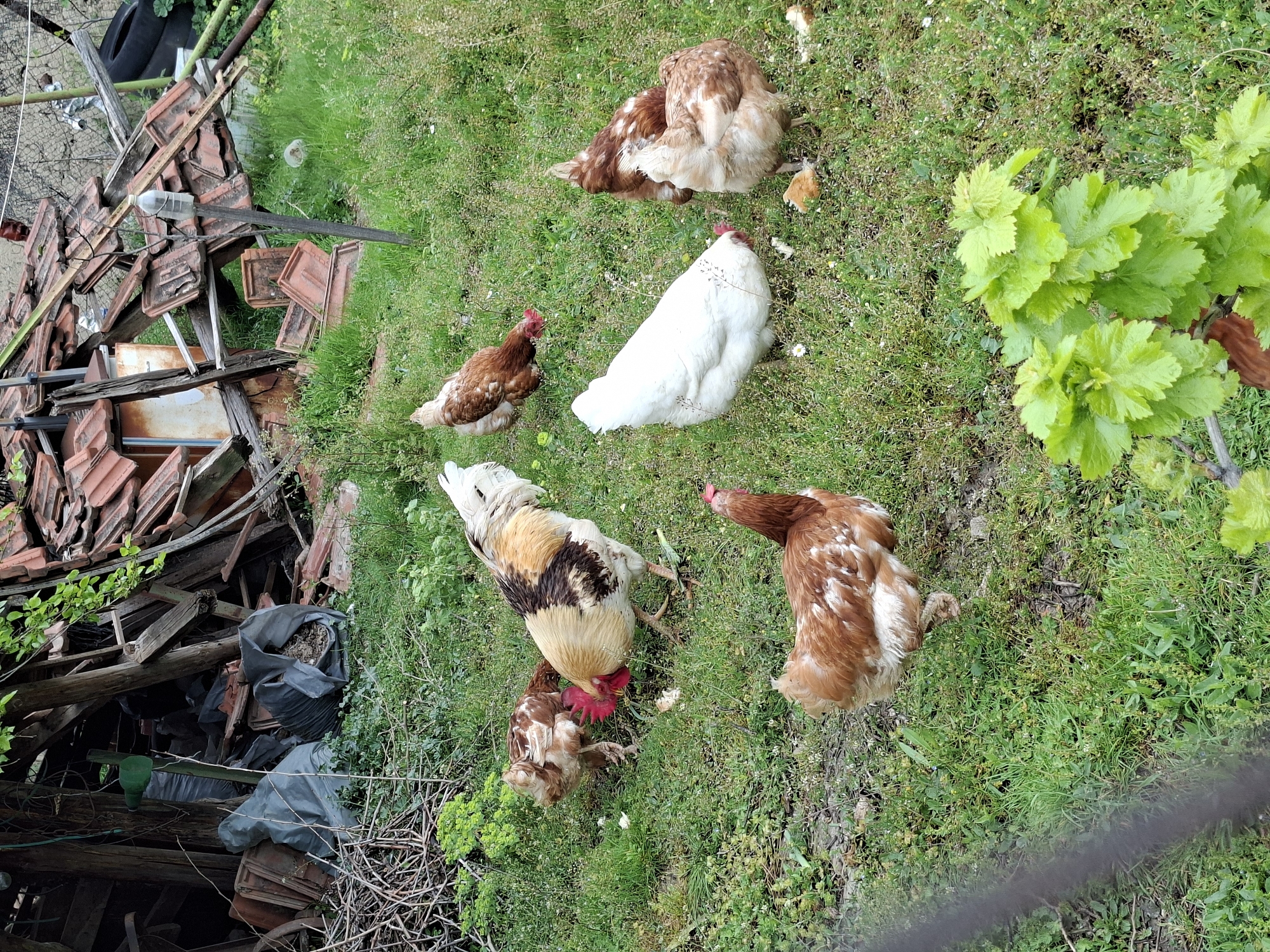 The scene depicts several chickens on a grassy area adjacent to a cluttered space. There are six chickens visible: one white, one with predominantly white and brown plumage, and four brown chickens with speckled white markings. A pile of old roofing tiles, wooden debris, and dark plastic bags occupies the left side of the image. Lush green plants grow on the right side. The location is unknown.