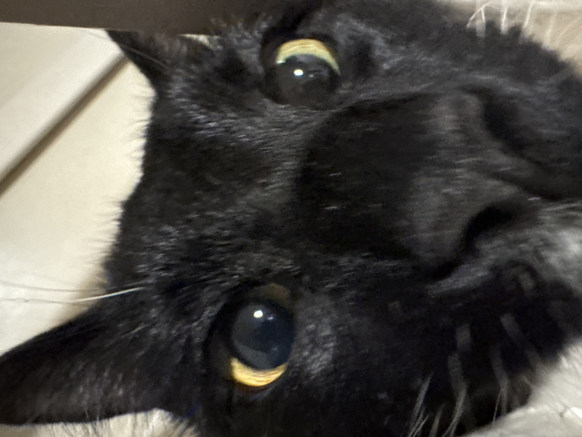 A close-up, slightly blurred image of a black cat's face. The cat is positioned upside down relative to the frame. The cat's eyes are a yellow-green color and are in focus. The background is out of focus but appears to be light colored and possibly fabric. There is no evidence that the image was taken in Desborough, United Kingdom. There is no further information about the context of the image.