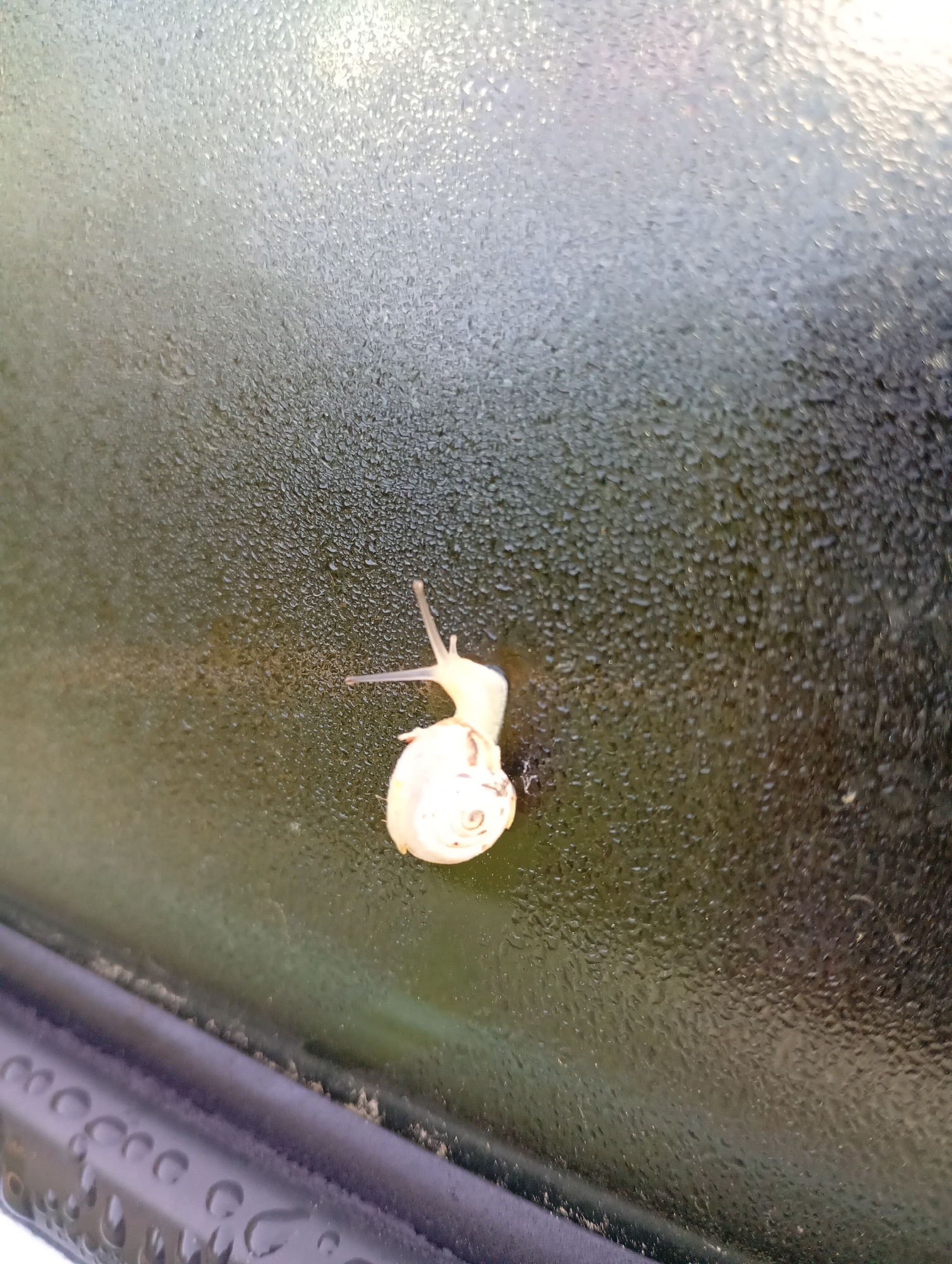 A snail is affixed to a wet glass surface, possibly a window, with condensation droplets visible. The snail has a light-colored shell with a visible spiral pattern and two extended antennae. The image's lower left corner shows a portion of a dark-colored rubber or plastic frame, likely part of the window structure. The background is out of focus. There is no indication of location within Roza, Bulgaria in the provided image.