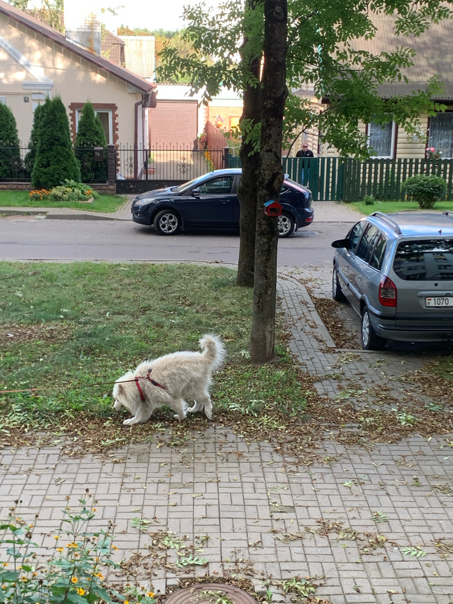 In Minsk, Belarus, a medium-sized, fluffy, light-colored dog is walking on a paved sidewalk. The dog is wearing a red harness and is attached to a leash. The sidewalk is lined with grass and scattered fallen leaves. To the left of the sidewalk, a dark blue sedan is parked on the street. Further down the street, a silver wagon is parked. Behind the sidewalk and grass is a low, green fence, and beyond that are houses with trees and gardens. A man wearing sunglasses and a dark shirt is standing behind the green fence, looking towards the street.
