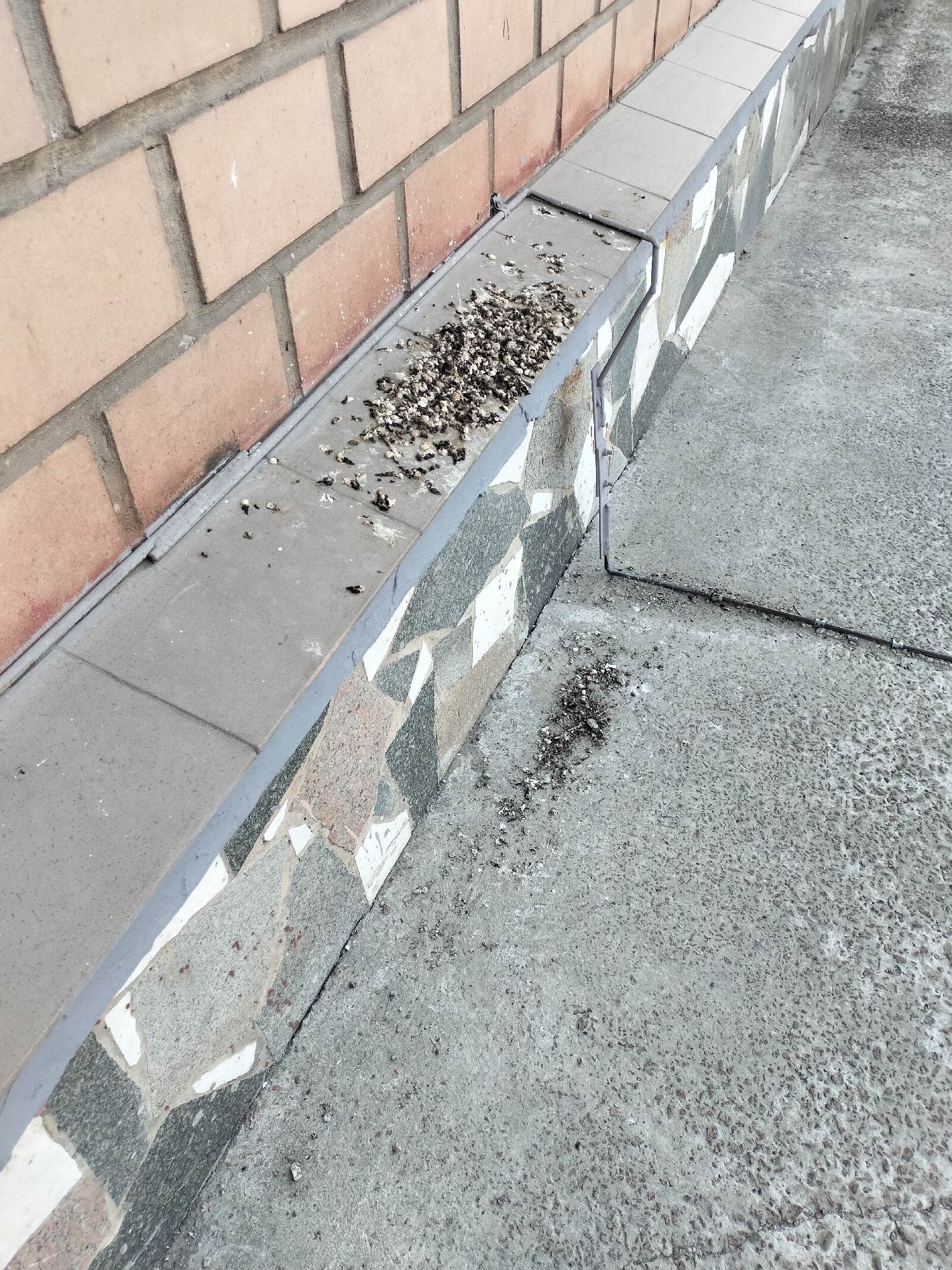 The image shows a close-up, high-angle view of a section of pavement and a brick wall. The brick wall, made of light brown bricks with grey mortar, is on the left side of the frame. Adjacent to the wall is a concrete ledge topped with a row of grey tiles. This ledge has a significant amount of bird droppings accumulated on it, particularly in the middle section. The ledge itself is bordered by a decorative mosaic of stone tiles in shades of grey, white, and pink. To the right of the ledge is a concrete sidewalk or ground surface, which also has scattered bird droppings, especially near the corner where the wall and ledge meet. A thin metal wire, possibly part of a fence or conduit, runs diagonally across the concrete surface. The scene appears to be outdoors, possibly in an urban or suburban environment.