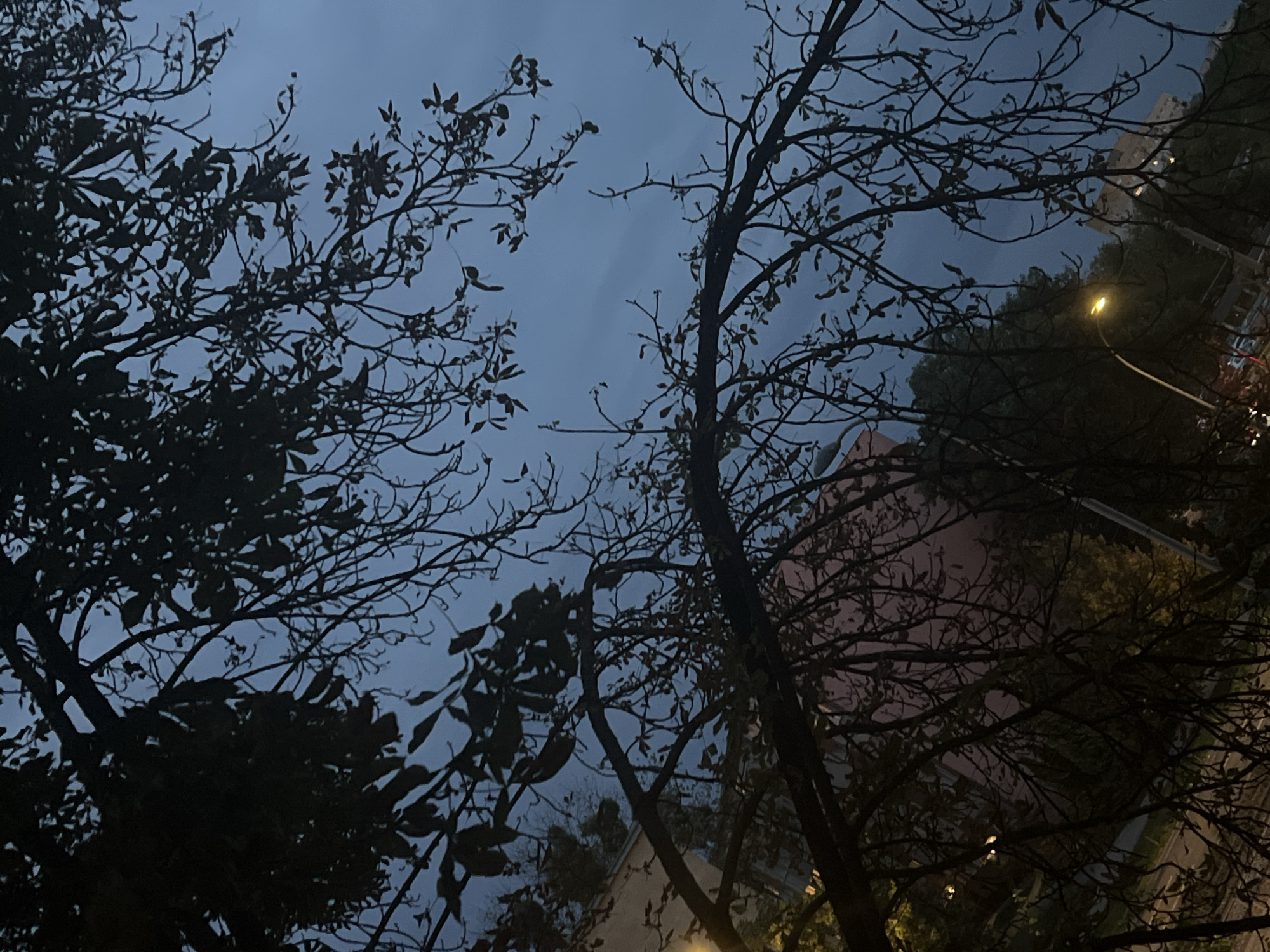 The image depicts a view of tree branches silhouetted against a dusky, overcast sky. The branches are dark and intricate, with some sparse leaves still clinging to them, suggesting a late autumn or early spring season. In the background, partially obscured by the foliage, are buildings. One building appears to be pinkish-beige, with visible windows, and another, taller building with multiple stories and lit windows is also present. A streetlamp with a warm, yellow light is visible to the left of the frame, illuminating a portion of the scene. The overall impression is of an urban environment at dusk, with the natural elements of trees interacting with man-made structures and lighting. The location is identified as Warsaw, Poland, which contextualizes the urban setting. There are no people visible in the image.