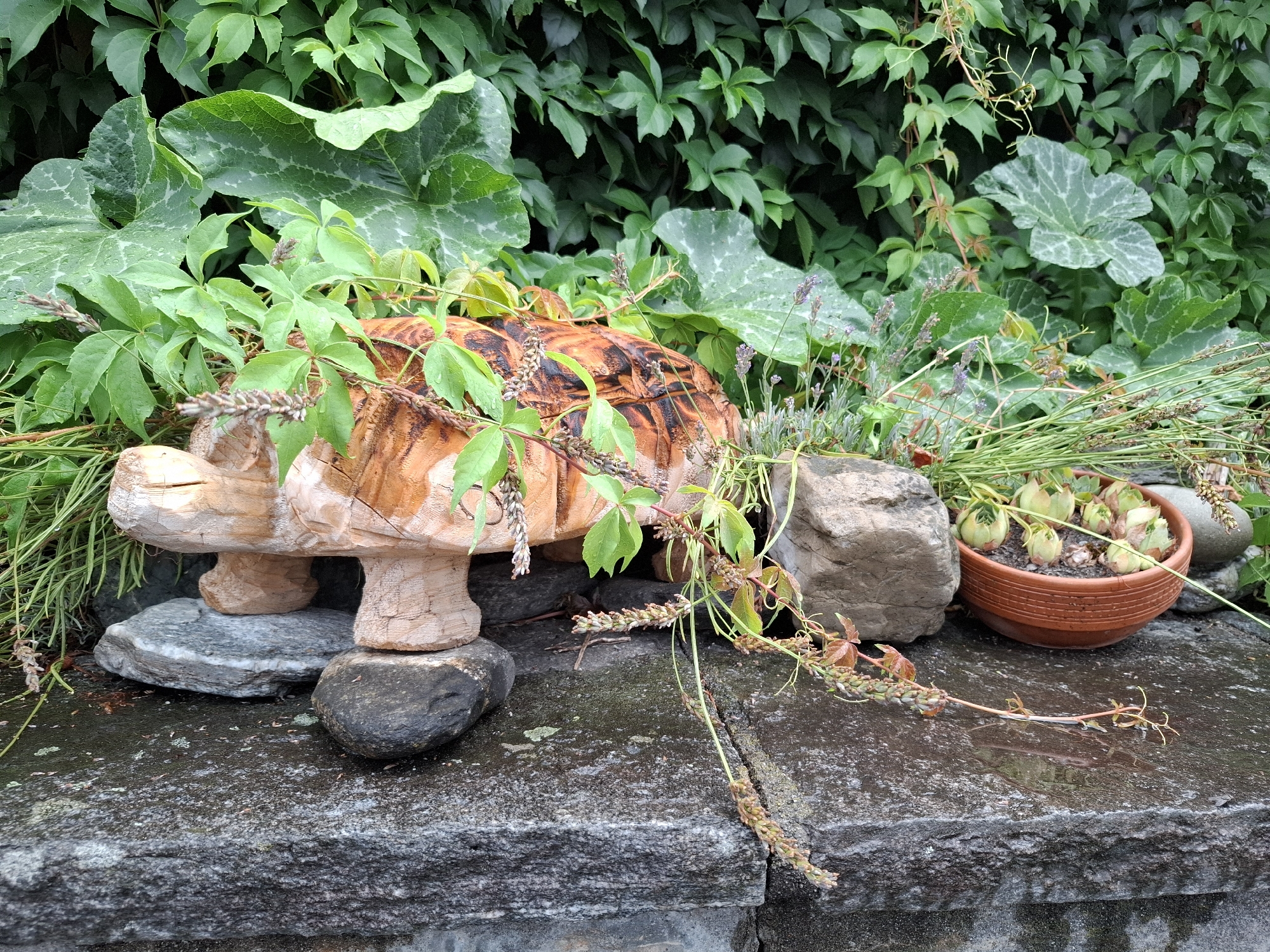 A carved wooden turtle sculpture, stained a reddish-brown with darker markings resembling a shell pattern, rests on a dark, wet stone surface. The turtle is positioned amidst lush green foliage, including large, broad leaves and trailing vines with small buds. To the right of the sculpture, a small terracotta pot contains several succulent plants. The background is dominated by a dense wall of green leaves, suggesting an outdoor garden setting. The scene is illuminated by natural light, and water droplets are visible on the leaves and the stone, indicating recent rain or watering. The location appears to be a garden feature in Eschenbach (LU), Switzerland. There are no people present.