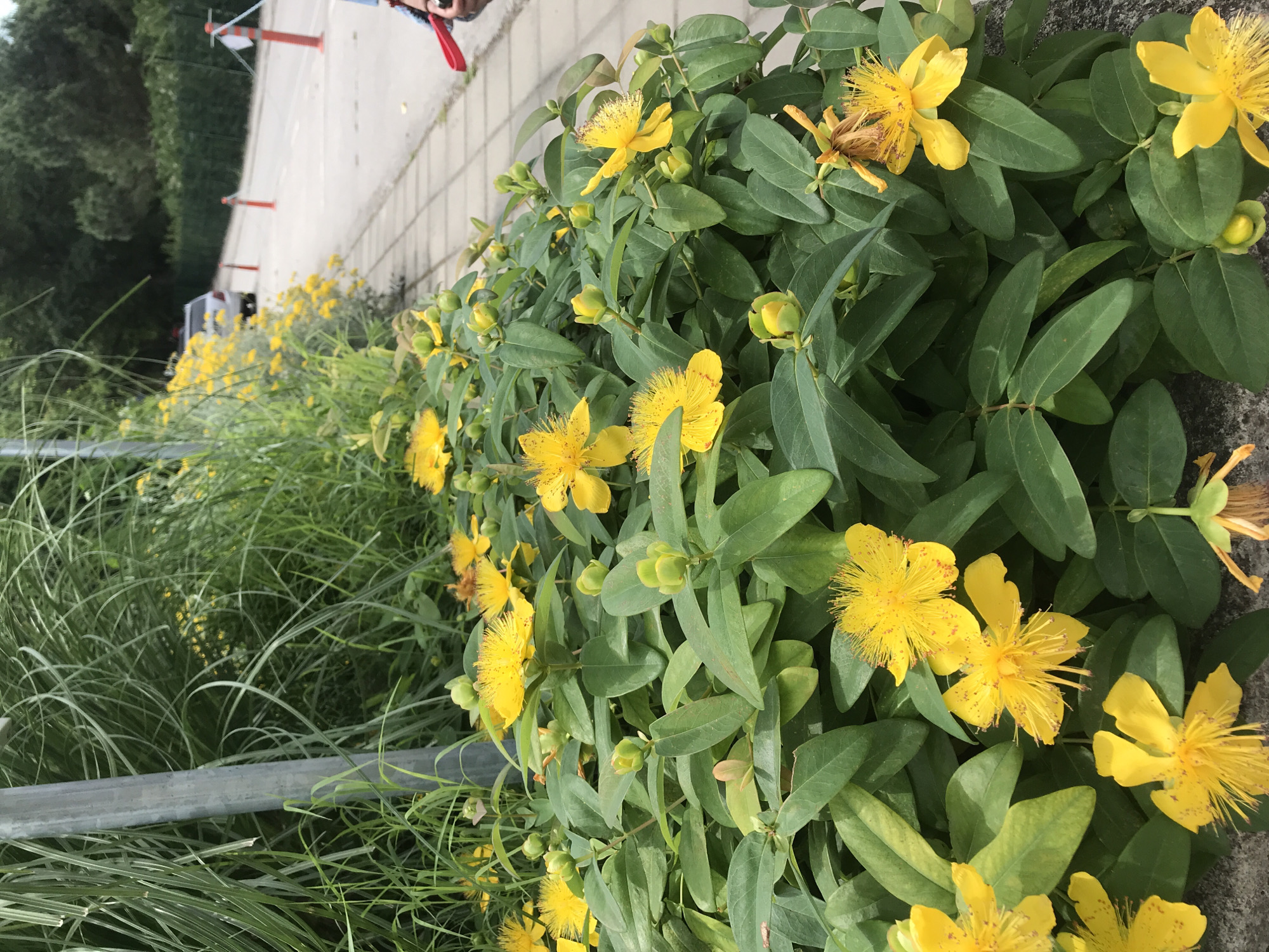 The image depicts a dense bush of St. John's Wort flowers, characterized by their vibrant yellow petals and prominent stamens. The flowers are in various stages of bloom, with some fully open and others appearing as buds. The leaves are a deep green, ovate, and arranged oppositely along the stems. The foreground is dominated by these flowers and their foliage, suggesting a close-up perspective.
In the background, a paved walkway borders a road. The walkway is made of light-colored square paving stones. Beyond the walkway, a road stretches into the distance, marked by white lines. Several orange traffic cones are visible along the side of the road, some with white flags attached. A silver car is parked or moving on the road in the middle distance.
To the left of the frame, a tall, metallic pole stands amongst a thicket of tall, green grass, which also features some flowering yellow plants. The overall environment appears to be an outdoor setting, possibly a park, roadside, or garden area within a city. The lighting suggests it is daytime, with natural sunlight illuminating the scene. There are no identifiable landmarks or signs to pinpoint a specific location within Varna, Bulgaria. A person's hand, holding a red object that resembles a leash or strap, is partially visible in the lower right corner of the image.