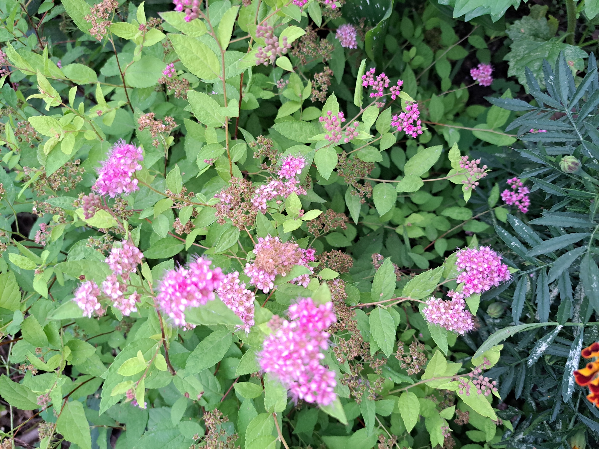 The image shows a close-up of a flowering bush with clusters of small pink flowers and green leaves. Some of the flowers are in full bloom, appearing fluffy and delicate, while others are in bud form, with a more compact, round shape. The bush has thin, reddish-brown stems. In the foreground, the leaves of another plant, possibly marigolds, are visible. These leaves are a darker green and have a feathery texture. There is some white, powdery material on these lower leaves, which could be dust or pollen. The overall impression is a natural, outdoor setting, likely a garden or park. There are no people or animals present in the image. The scene is well-lit, suggesting it was taken during the daytime. There is no specific indication of the location within the city of Chernetsk, Russia, beyond it being a general outdoor environment.