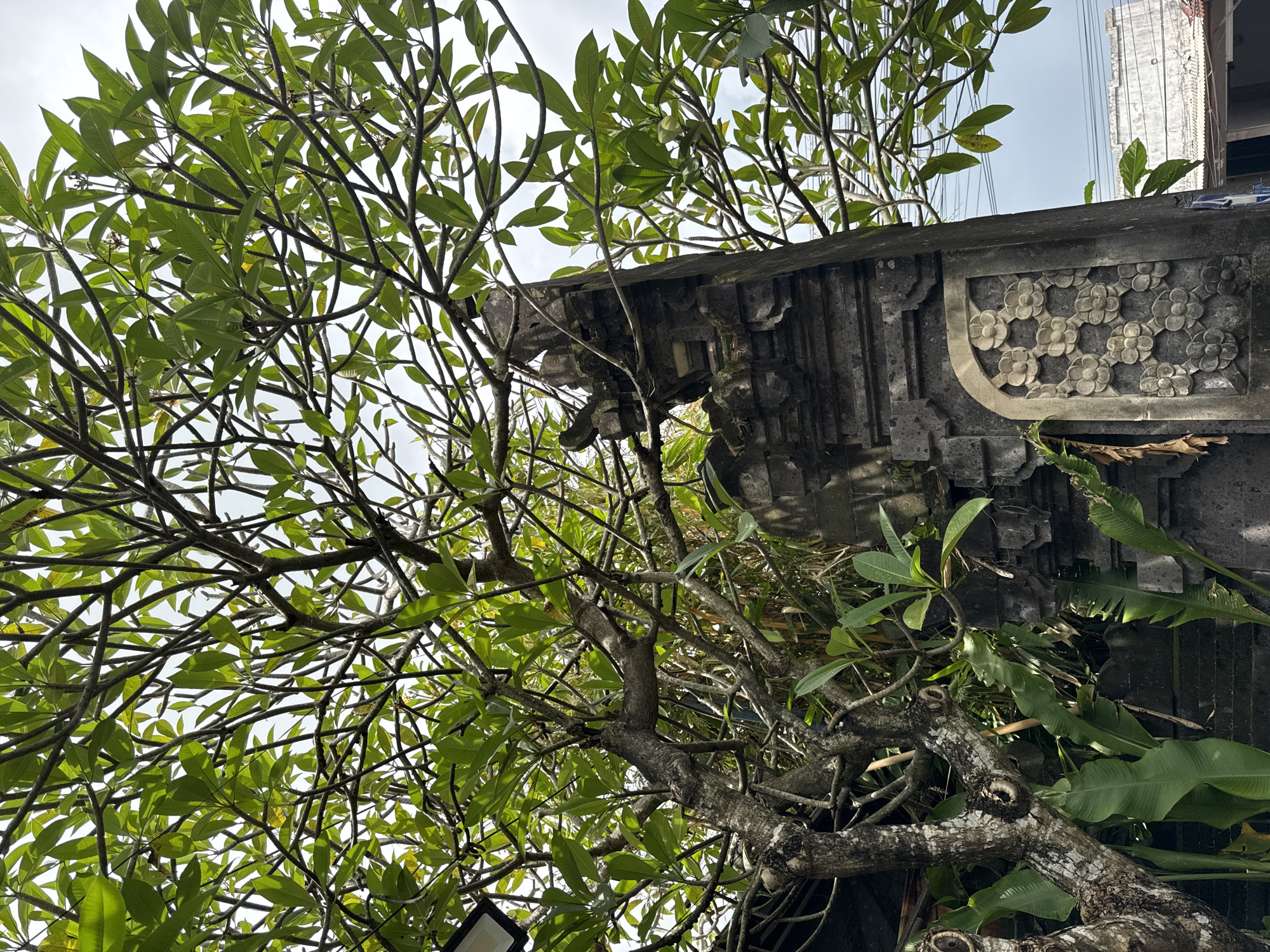 This low-angle shot looks up through the canopy of a large tropical tree, likely a frangipani, with its numerous branching limbs and vibrant green leaves silhouetted against a bright, overcast sky. The tree's gnarled branches are a prominent feature, some showing patches of lighter bark.
To the right, a dark, weathered stone structure is partially visible, showcasing intricate traditional carvings. A rectangular panel on this structure features a repeating pattern of stylized floral motifs, possibly frangipani blossoms, characteristic of Balinese artistry. Below this panel, more ornate stone architectural details and weathered surfaces are present, possibly forming a decorative corbel or part of a gateway.
Further in the background, beyond the stone structure, parts of a modern building with visible electrical wires are dimly seen against the light sky. Interspersed around the stone and tree, other broad-leafed tropical foliage, resembling banana leaves, adds to the lush environment.
The scene depicts a blend of natural beauty and traditional craftsmanship in an urban setting during daytime. No people or specific activities are shown. The presence of traditional stone carvings and tropical vegetation strongly suggests the location of Kuta, Indonesia. There is no visible text.