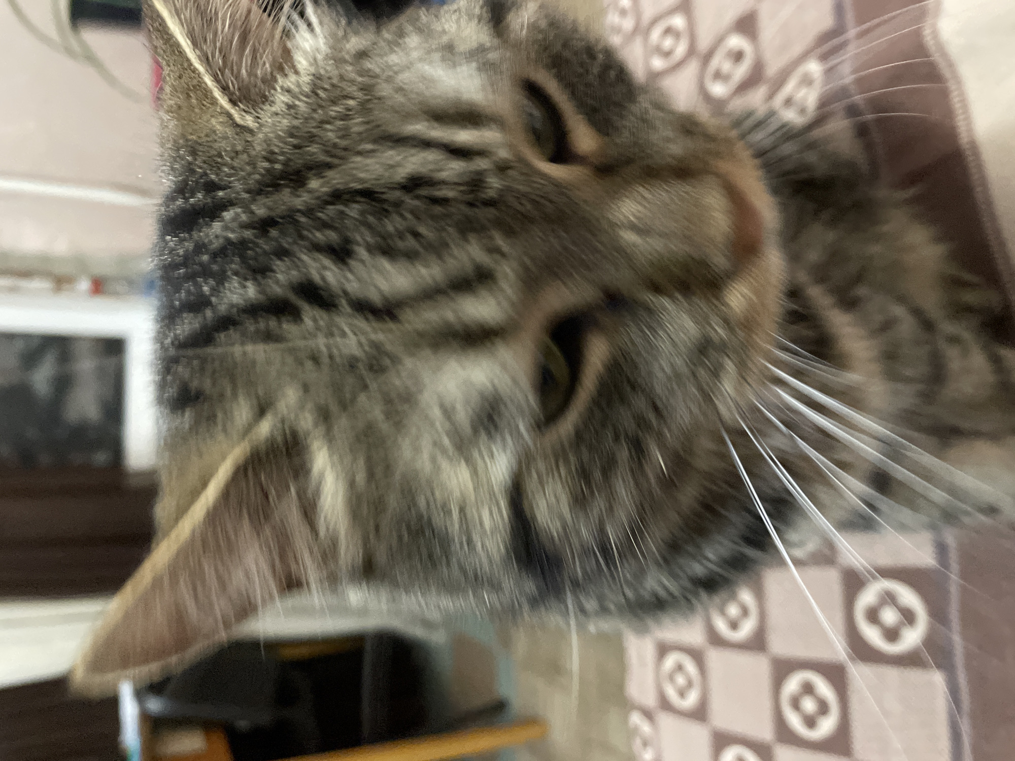 The image is a close-up, blurry, medium-shot photograph of a tabby cat's face, taken indoors. The cat is facing forward and slightly downwards, with its head filling most of the frame. Its fur is a mix of grey, brown, and black stripes. The cat's eyes are visible, appearing greenish and somewhat droopy. Prominent white whiskers extend outwards from its muzzle. The background is out of focus, showing what appears to be a patterned rug or blanket in shades of pink and brown, and hints of furniture and a wall in the distance. There are no people or distinct actions visible in the image. The location within the city of Cherkasy, Ukraine cannot be determined from the provided image.