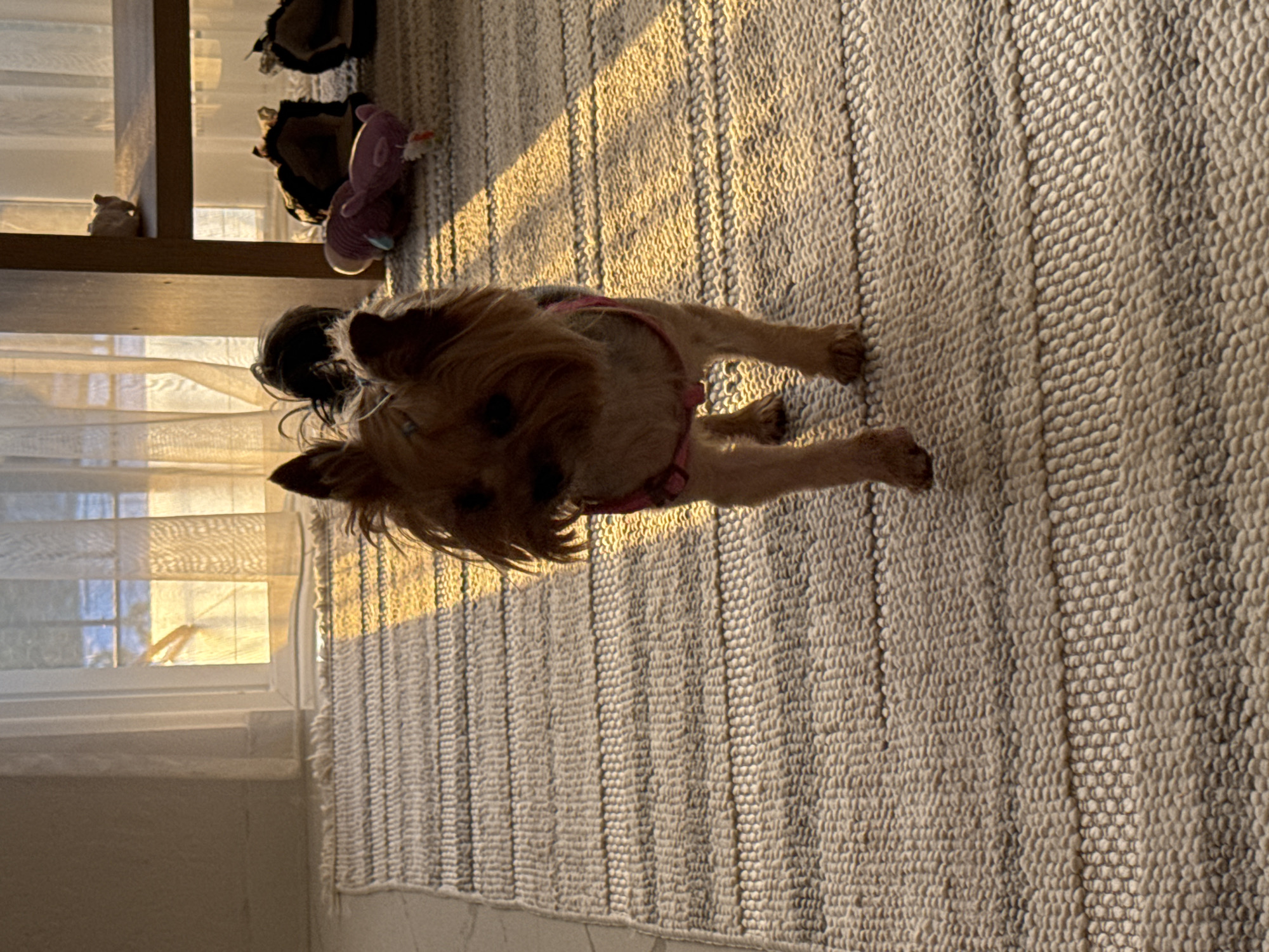 A small, tan Yorkshire Terrier walks across a woven rug indoors. The dog is wearing a pink harness and is facing the camera. Sunlight streams through a window and across the rug, creating a striped pattern of light and shadow. In the background, a wooden shelf holds several objects, including what appears to be a ceramic figurine and two dog toys. The scene is set in a domestic environment, possibly a living room, with a large window and sheer curtains. The floor is covered by a rug with raised, textured stripes.