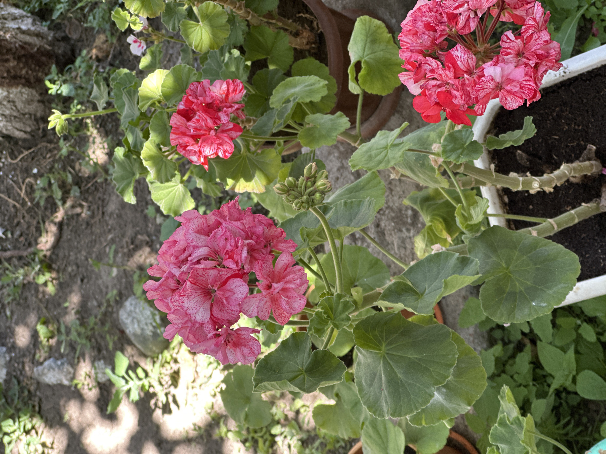This is a close-up, eye-level, outdoor photograph of several potted geraniums with pink and red variegated flowers. The geraniums are in various stages of bloom, with some flowers fully open and others still in bud. The leaves are a deep green and have a velvety texture. The background is blurred, but appears to be a garden setting with soil, stones, and other plants. A large tree trunk is visible in the upper right corner. There are no people or animals present in the image. The image is lit by natural sunlight, casting shadows on the ground. The overall impression is one of a peaceful, natural scene. The photograph was likely taken in the city of Balykchy, Kyrgyzstan, given the context of the prompt.