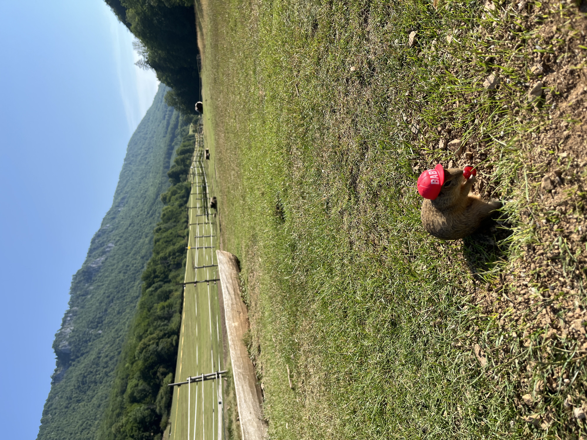 A ground squirrel wearing a small red hat with "BABY" written on it is peeking out from a hole in the ground in a grassy field. The squirrel is holding a small red object in its mouth. The field is in Muráň, Slovakia, and is surrounded by rolling hills covered in trees. A wooden fence and a long, hollowed-out log are also visible in the field. The sky is clear and blue.