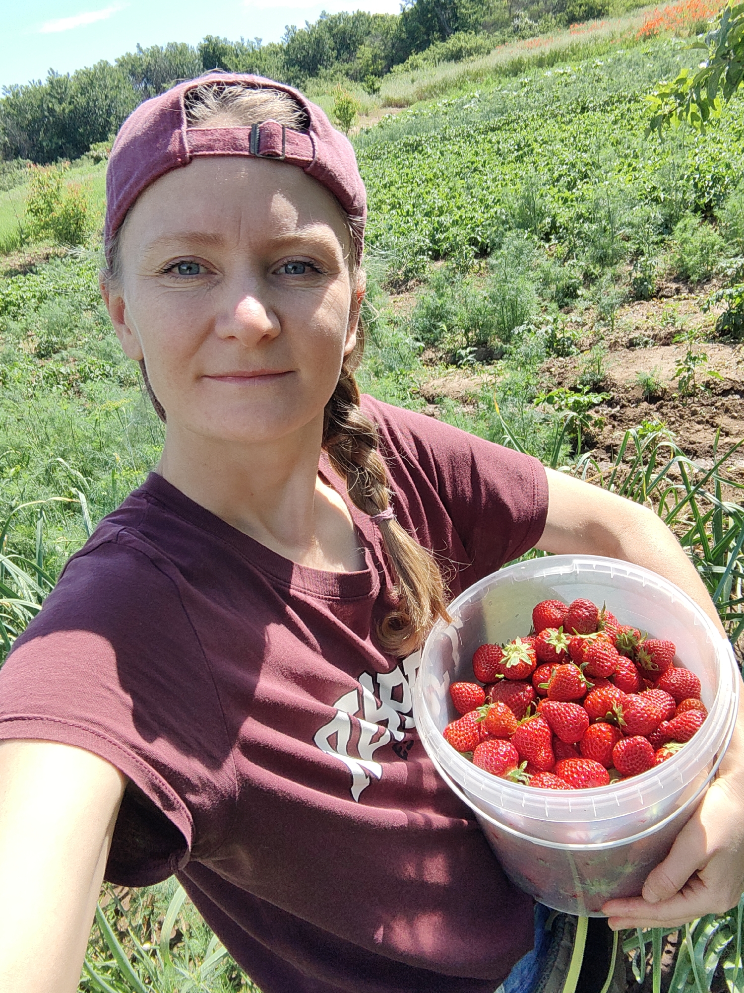 In an outdoor scene within a farm located in Ароматновское сельское поселение, Ukraine, a woman with light skin and braided brown hair is holding a clear plastic bucket filled with ripe strawberries. She is wearing a maroon baseball cap and a matching maroon t-shirt with a white graphic design. Her eyes are blue, and she is looking towards the camera with a subtle smile. The bucket of strawberries is positioned in the foreground, and the woman's right arm is supporting it. Behind her, a lush green field stretches into the distance, with rows of crops and trees visible under a bright, sunny sky. The overall impression is that of a successful harvest in a rural, agricultural setting.