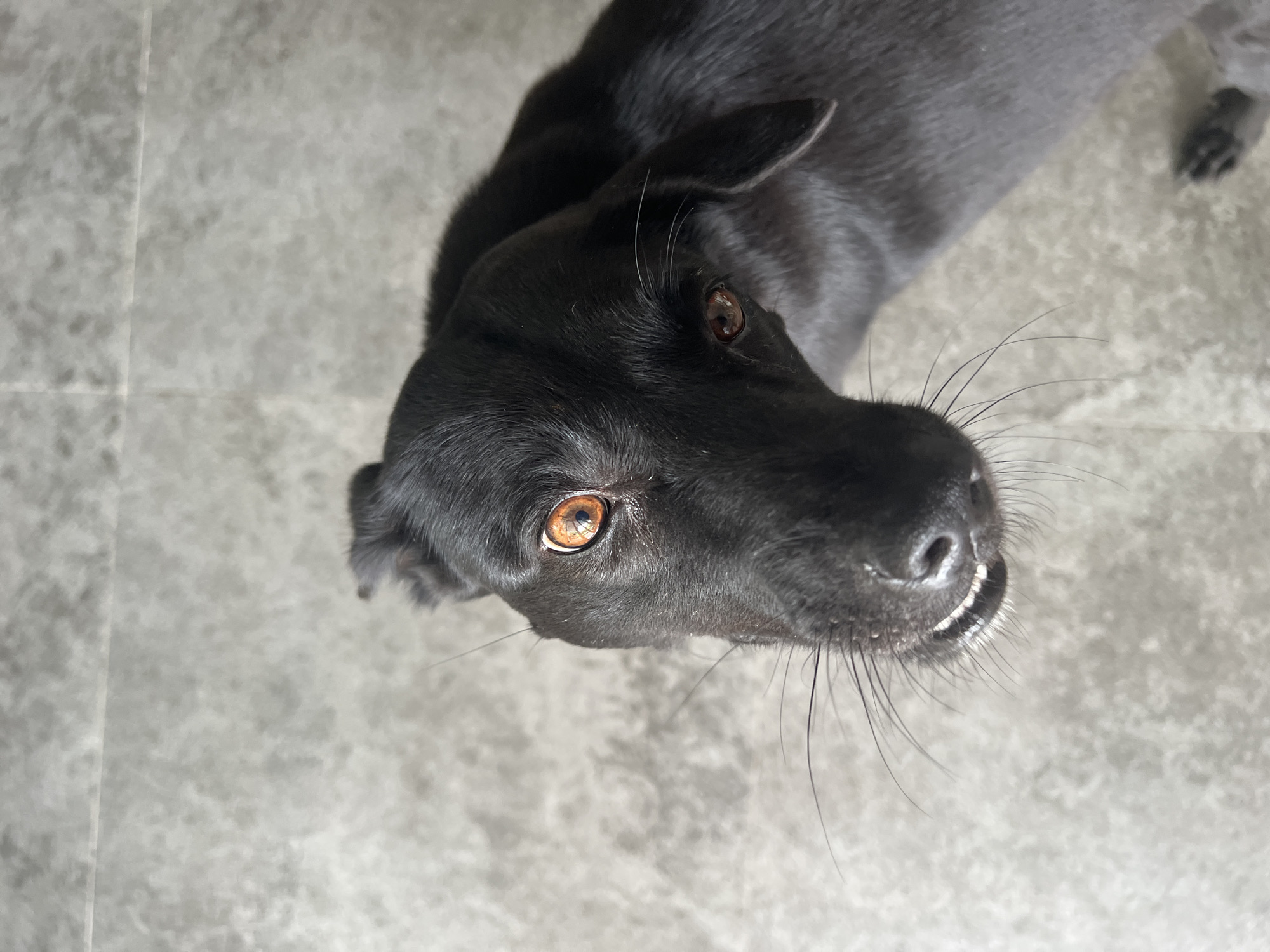 A black dog is shown from a high angle, looking upwards. The dog has bright amber eyes and its mouth is slightly open, revealing its teeth and gums. The background is a textured, grey surface, possibly concrete or tile. The dog's fur appears to be a dark black, with some lighter greyish tones visible on its body, possibly due to lighting or grooming. The image is well-lit, with the light source appearing to be from above and slightly to the left, highlighting the dog's features. There are no people or other animals visible in the frame. The environment appears to be indoors or in a sheltered outdoor space. The location of North Kuta, Indonesia is not visually discernible from the image.