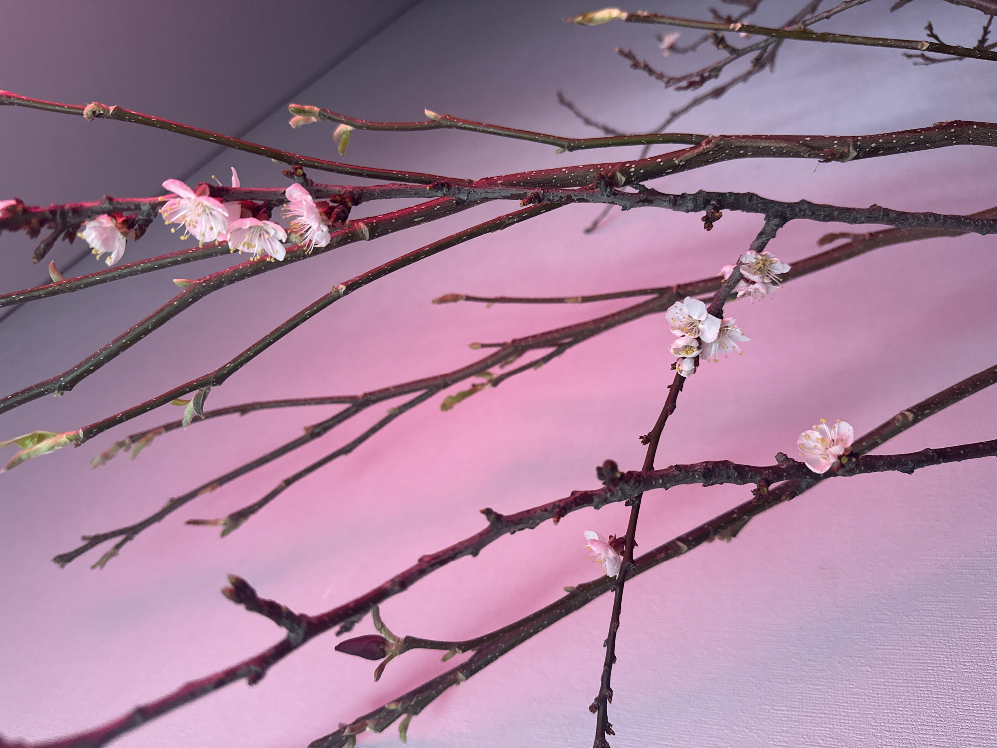 The image displays an indoor scene featuring multiple dark-brown deciduous tree branches, exhibiting early spring growth. Prominent white to pale pink five-petaled blossoms with yellow stamens are visible, particularly a cluster of five flowers on a central branch in the upper-right quadrant. Numerous tightly closed, dark reddish-brown buds and nascent light-green leaves are also present across the branches. The background consists of a textured wall, illuminated by a strong pink/magenta light source on the left, transitioning to a lighter, possibly off-white or pale grey, area on the upper right. No individuals, explicit actions, or interactions are depicted. While the image is situated in Kazan, Russia, no specific identifying architectural or urban features are discernible to pinpoint an exact location within the city; the setting is consistent with an indoor environment.