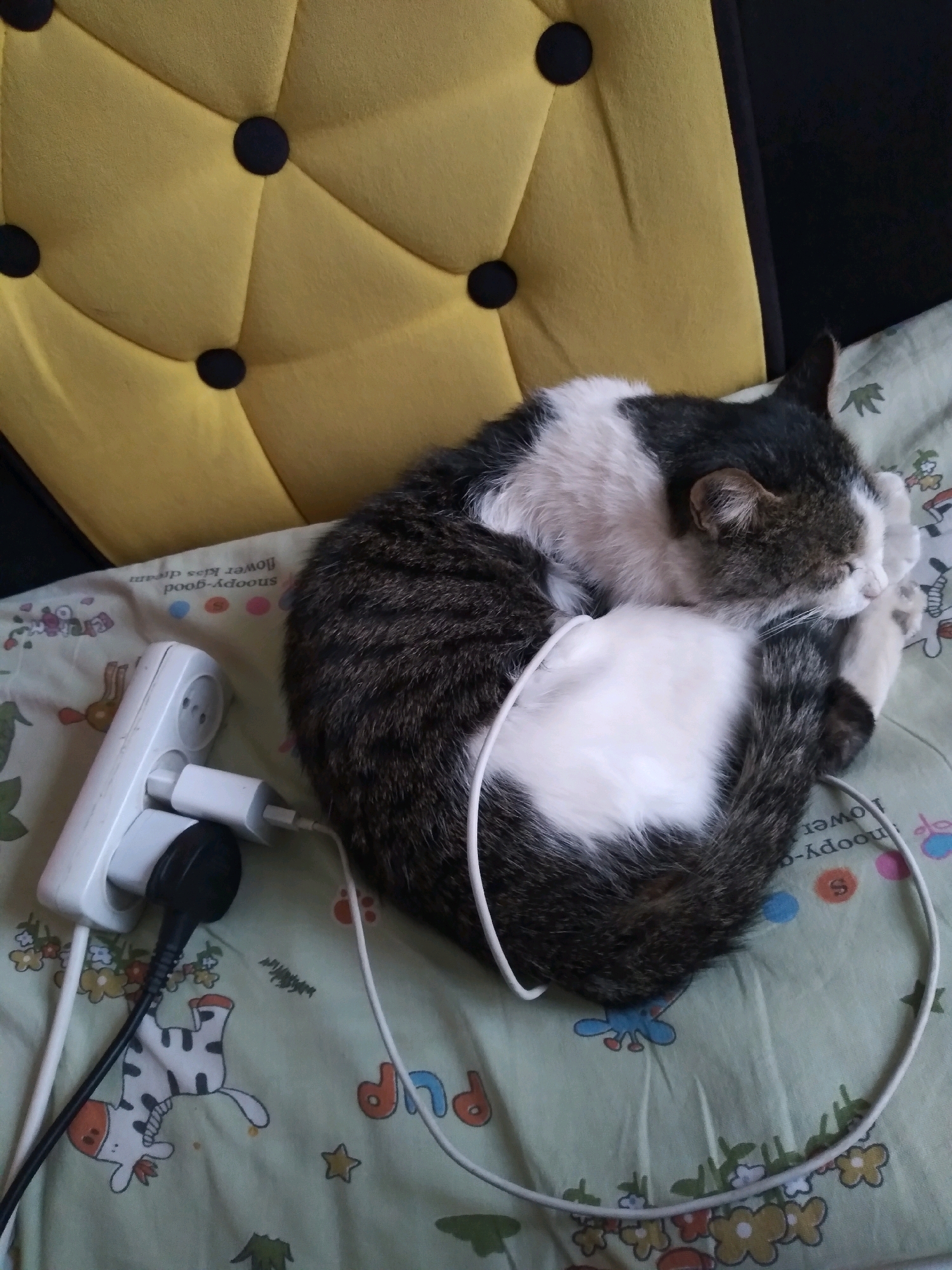 A black and white cat is sleeping curled up on a light green fabric that is patterned with cartoon characters, including a zebra and flowers, and the words "snoopy-good flower kiss dream". The cat is positioned on a surface that appears to be a bed. To the left of the cat is a white power strip with three plugs connected. One plug is black, and two are white. A white cable extends from the power strip, looping around the cat's body and then out of frame to the right. The background behind the cat and bed is a dark color, and above the bed is a section of yellow upholstery with tufted black buttons. The image is taken from a slightly elevated, top-down perspective. There is no indication of the city of Baki, Uzbekistan.