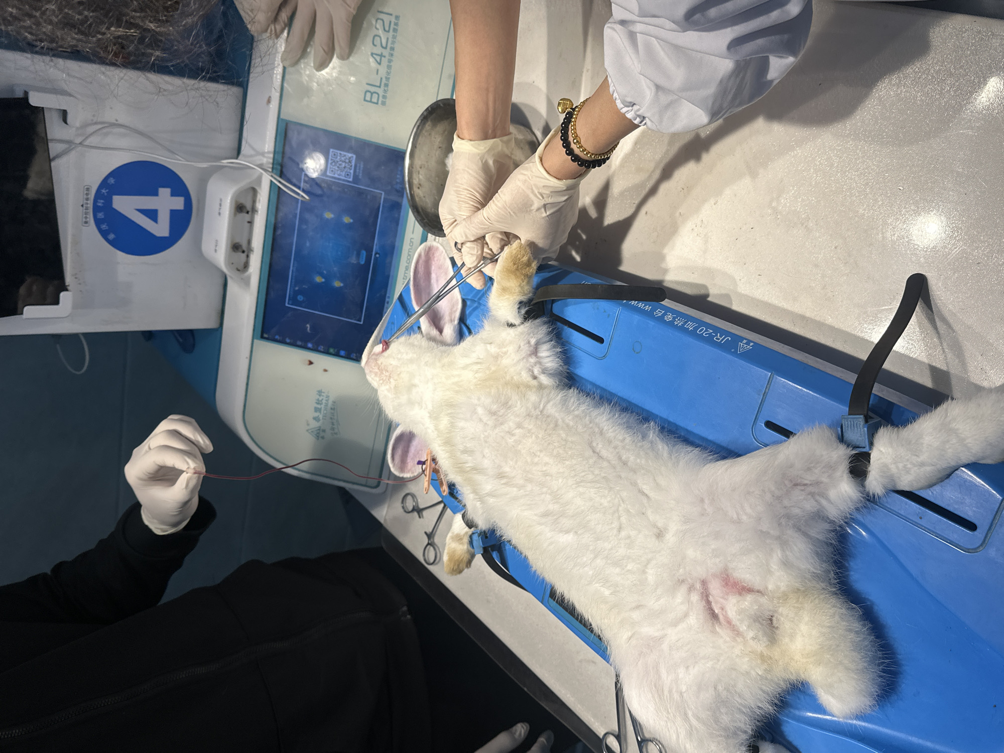 A top-down shot depicts a white rabbit secured to a blue operating table in what appears to be a laboratory or medical setting in the city of Chongqing High-tech Zone, China. The rabbit, lying on its back, has its limbs restrained with black straps. A red incision is visible on its abdomen.
Two individuals, wearing white lab coats and gloves, are seen attending to the rabbit. One person is holding surgical instruments, appearing to be working on the rabbit's front paw. A metal bowl sits nearby. The second person holds a red wire.
The operating table is positioned next to a piece of equipment with a display screen and a blue number "4" on its side. Various cables and surgical tools surround the table. Labels on the equipment indicate "BL-4221" and "JR-20 加热兔台 www.tme.com.cn (中)". Text also indicates "重庆医科大学" or Chongqing Medical University in English.