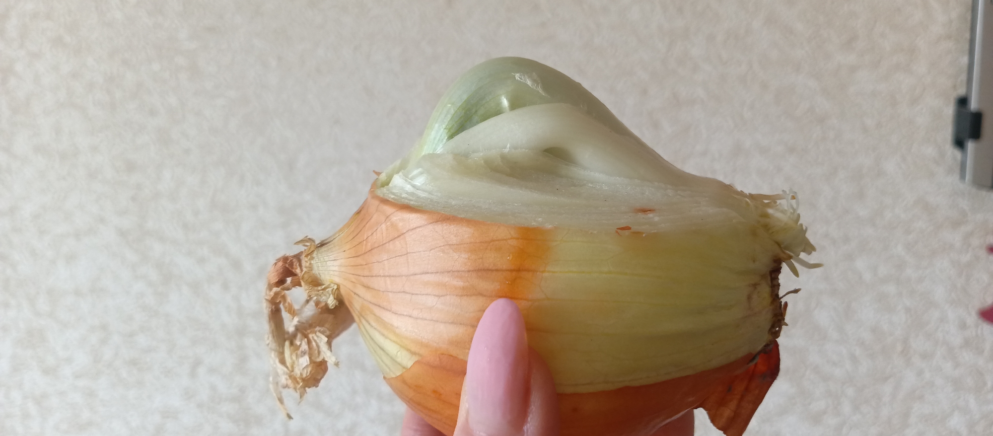 A close-up, eye-level shot features a sprouting onion held by a hand against a soft, light-colored, textured background. The onion is cut lengthwise, revealing its internal structure and a vibrant green shoot emerging from its center.
The bottom portion of the onion shows dried, papery brown and orange outer layers with visible striations. Towards the top, the inner layers transition to a pale white and translucent green, where the concentric rings of the onion are clearly visible. A thick, light green sprout curls upwards from the very core of the onion, indicating active growth. Small, reddish-brown specks are present on some of the exposed inner white layers.
A hand with light pink nail polish on the thumbnail and forefinger is positioned at the lower right, gently holding the onion. The background is a uniform, off-white or light beige color with a subtle, irregular texture, resembling fabric or a plaster wall. The lighting is bright and even, casting minimal shadows and highlighting the details and colors of the onion and sprout. No discernible text is visible in the image.