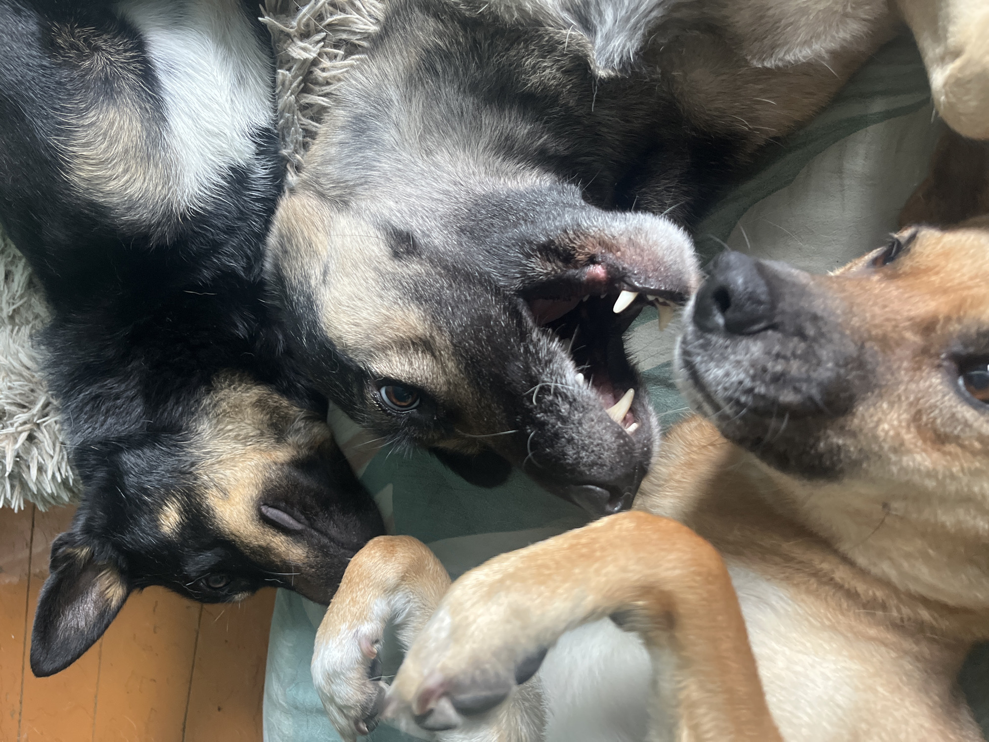 In Nizhny Tagil, Russia, a group of dogs are resting on a rug. The image is a close-up shot, focusing on the faces and fur of several dogs. One dog in the foreground has its mouth open, revealing sharp teeth. Another dog is lying next to it, with its head resting on a paw. The dogs are of various colors, including black, brown, and tan. The background is blurred, but appears to be an indoor setting with wooden flooring. The overall impression is one of a relaxed and comfortable environment for the animals.
