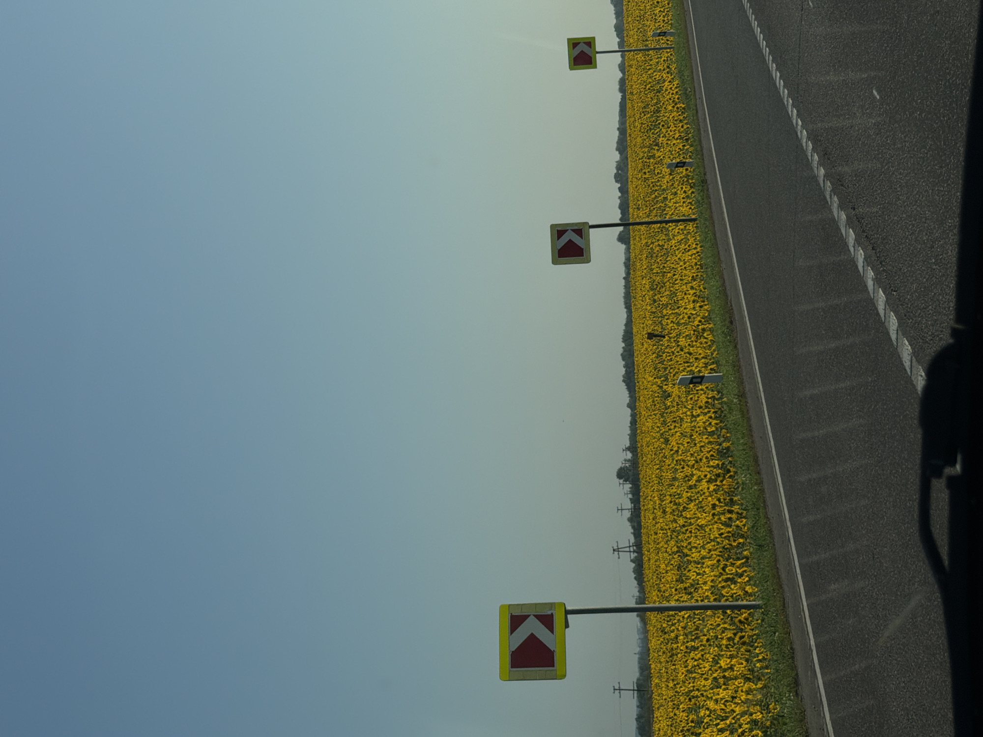 The image shows a road with a field of sunflowers to the left. There are three yellow signs with red arrows pointing to the right, indicating a curve in the road. The sky is clear and blue. The scene appears to be in a rural area.