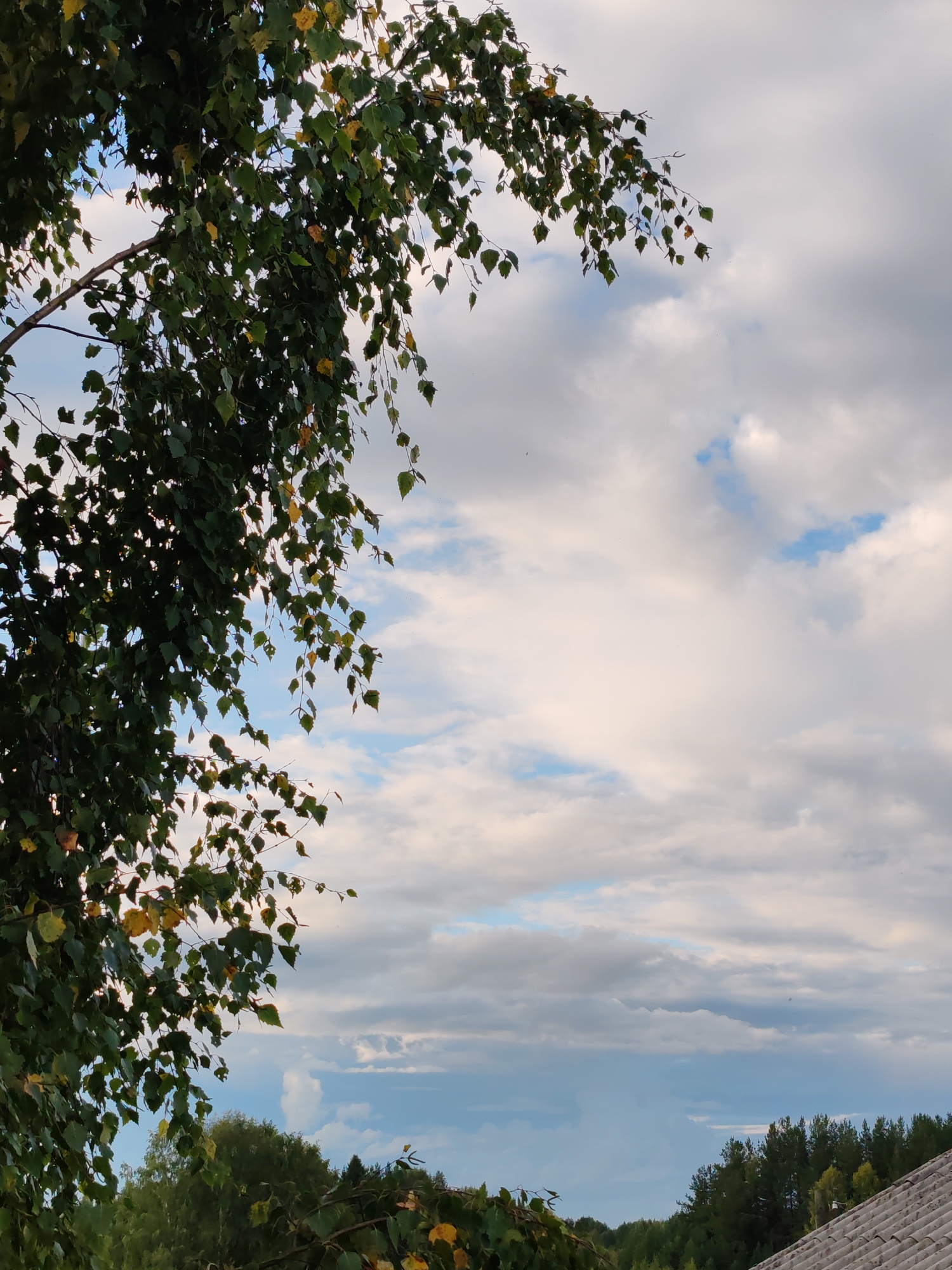 The image shows a close-up view of tree branches with green and yellowing leaves against a cloudy sky. In the background, a dense line of trees is visible, with a grey, tiled roof in the lower right corner. The scene appears to be outdoors, possibly in a rural or suburban setting. The lighting suggests it is daytime, with the sun partially obscured by clouds. The overall impression is one of a natural landscape, possibly during the transition from summer to autumn.