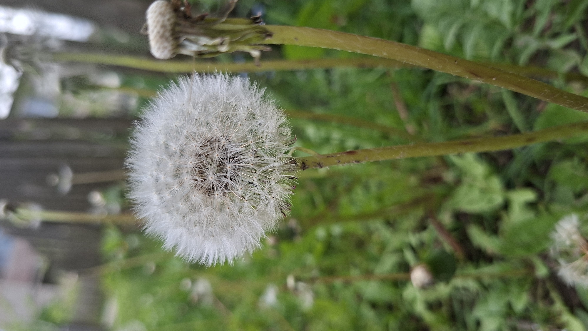 A close-up, slightly angled shot of a dandelion seed head in a grassy area. The dandelion is fully mature, displaying its characteristic spherical shape with delicate, white seed parachutes. Several other dandelion stems are visible, both with and without seed heads. The background consists of green grass and other vegetation. A blurred wooden structure is visible in the background on the left, near the fence. The location is Забалоцкі сельскі Савет, Belarus.