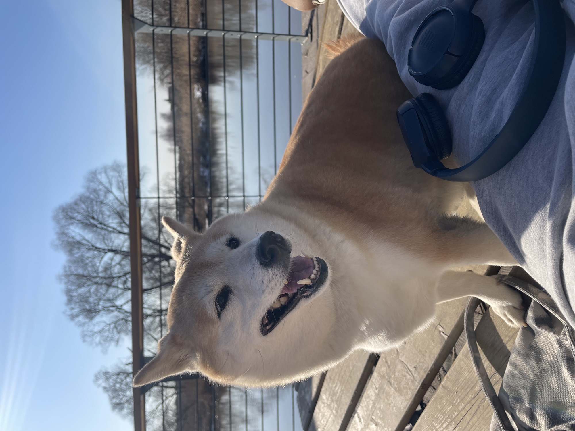 A medium-sized, tan-and-white Akita dog with an open mouth stands on a wooden deck next to a person wearing a grey hooded sweatshirt with black over-ear headphones resting on their chest. The deck is made of planks and has a metal railing visible in the background. Beyond the railing is a body of water reflecting the sky and trees. The sky is light blue and mostly clear. Bare tree branches are visible in the background. The scene appears to be outdoors on a sunny day. The location is not apparent from the image, and the claim of "Fabriki 1 maya, Russia" cannot be substantiated from the visual information provided.