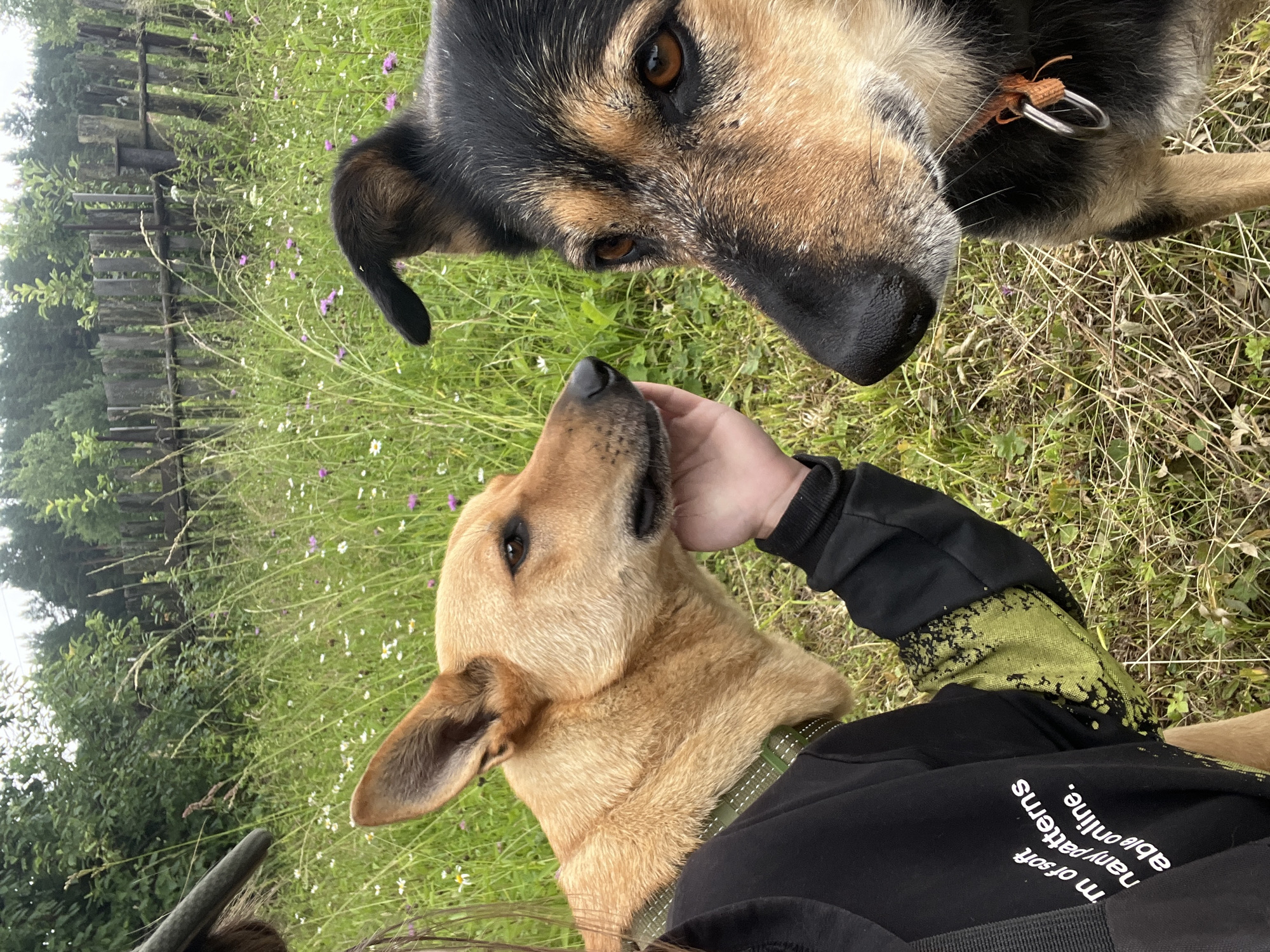 Two dogs and a person are in a field with a wooden fence in the background. The dog on the left is tan and is being petted by the person. The dog on the right is black and tan and is looking at the camera. The field is covered in grass and wildflowers. The wooden fence appears old and weathered. The scene is outdoors. The location is not specified as Nizhny Tagil, Russia.