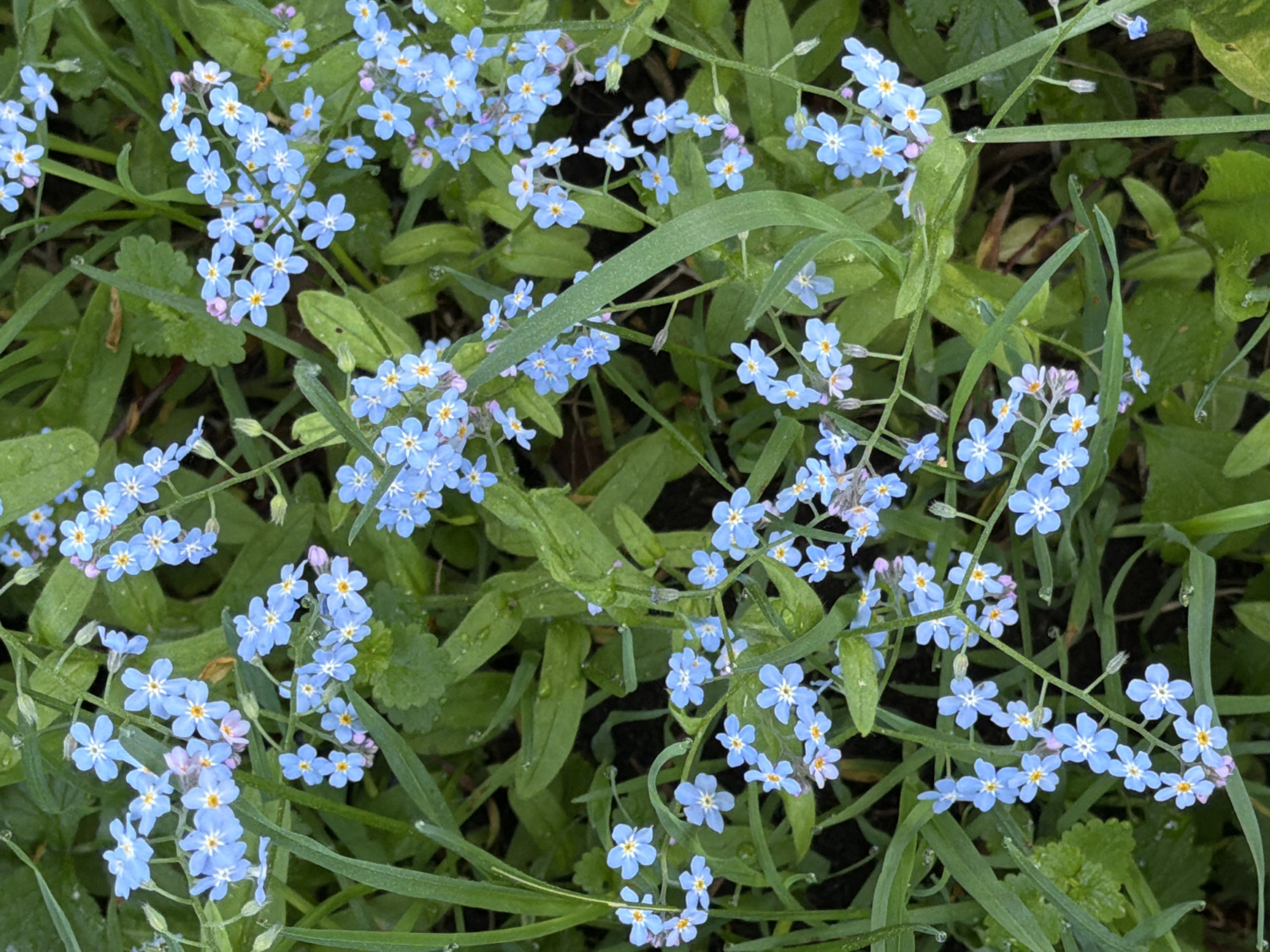 The image depicts a dense patch of light blue forget-me-not flowers interspersed with green foliage. The flowers are small and five-petaled, with yellow centers. The leaves are varying shades of green, some broad and rounded, others long and thin. Moisture droplets are visible on some of the leaves, suggesting recent rain or dew. The scene is a close-up shot, obscuring any potential background or contextual information. There is no indication of the location being Tarasovka, Russia, or any people.