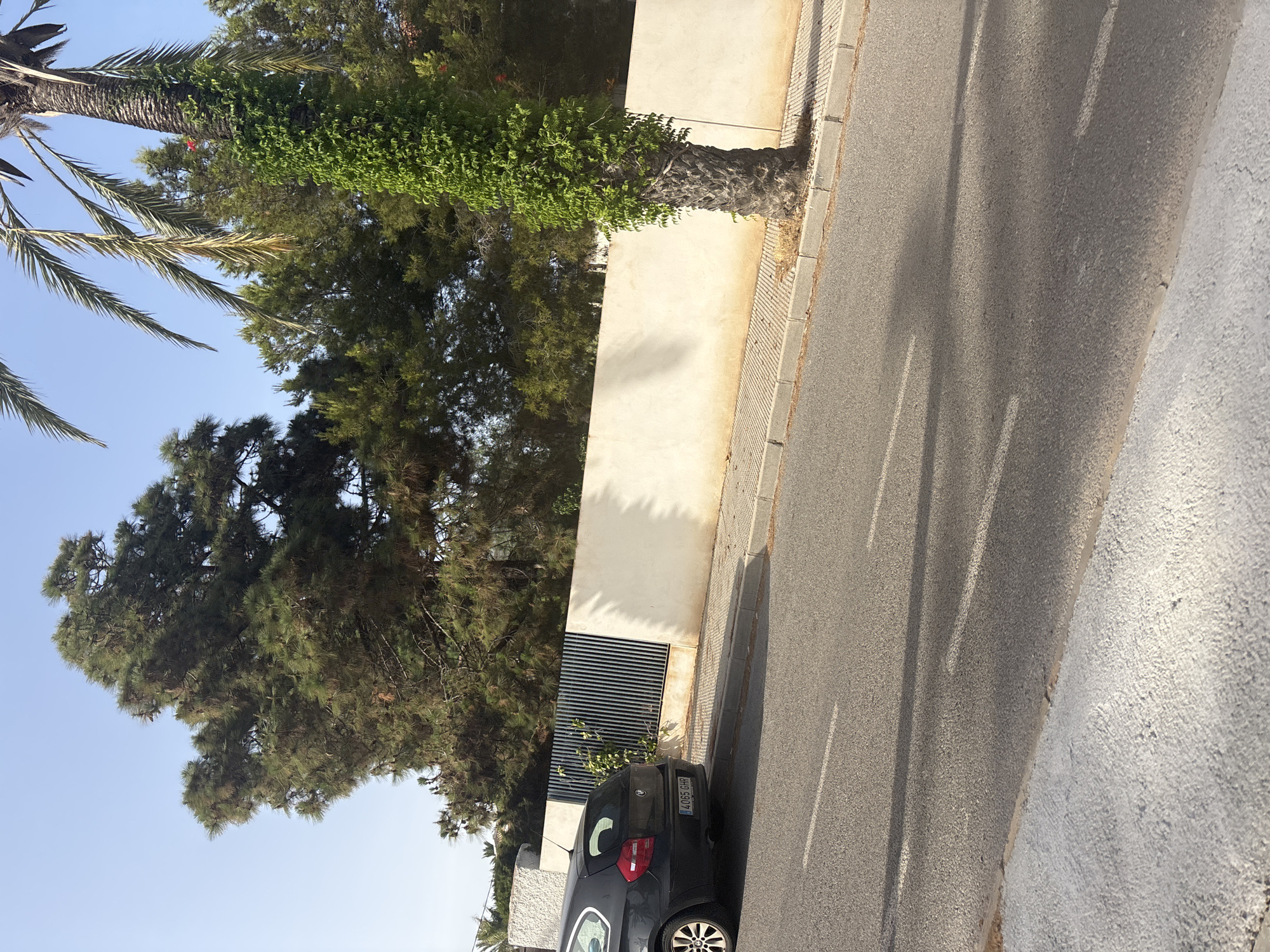 A black hatchback car is parked on the side of a road, next to a sidewalk and a wall. The car is facing left, and the license plate reads "4065 GHR". Behind the car is a metal fence, and beyond that, a wall. A palm tree with ivy growing up its trunk stands to the right of the fence. Several other trees are visible in the background. The sky is clear and blue. The scene appears to be in a residential area.