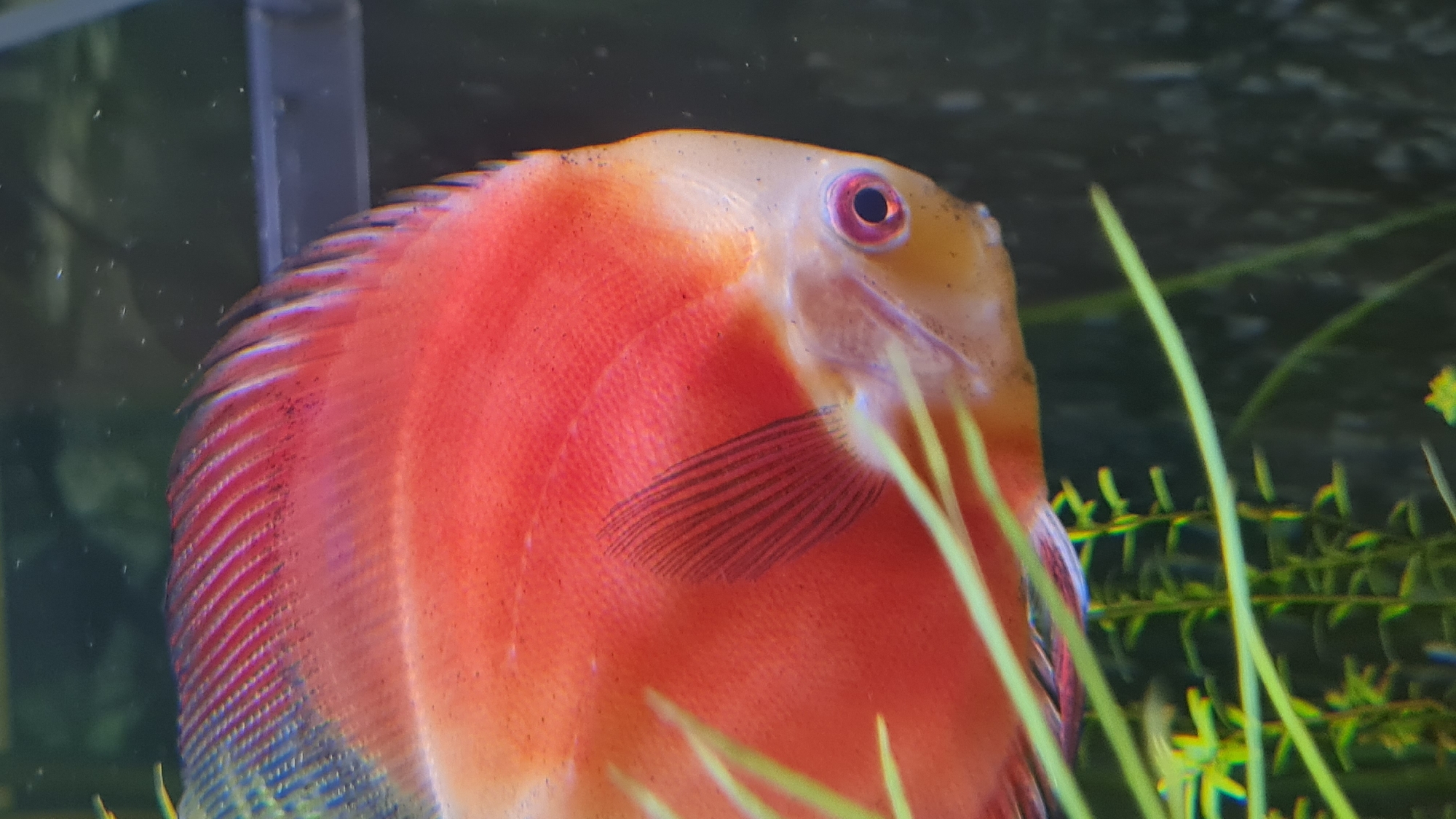 A close-up shot captures a vibrant, predominantly red-orange Discus fish swimming in an aquarium. The fish has a rounded, disc-shaped body, characteristic of its species. Its main body is a rich red-orange hue, transitioning to a lighter, almost translucent yellow-white on its head. A prominent feature is its reddish-pink eye with a dark pupil.
Numerous small, dark specks are visible across the fish's body, particularly concentrated on its head and dorsal fin, extending slightly down its side. The fins are well-defined, with clear, dark ray patterns, especially noticeable in its pectoral fin (located just behind the gills) and dorsal fin (along the top of its back). The edge of its dorsal fin shows a subtle blueish-purple tint.
The background consists of blurred green aquatic plants, including long, thin blades and some with small, clustered leaves, indicating a planted tank environment. A dark, rectangular object, possibly part of the aquarium equipment or structure, is partially visible in the upper left background. The water appears clear, and the lighting is even, accentuating the fish's vivid colors and intricate details. No specific activity beyond swimming or resting is depicted. There is no visible text in the image. The scene is located in the Lachish Regional Council, Israel.