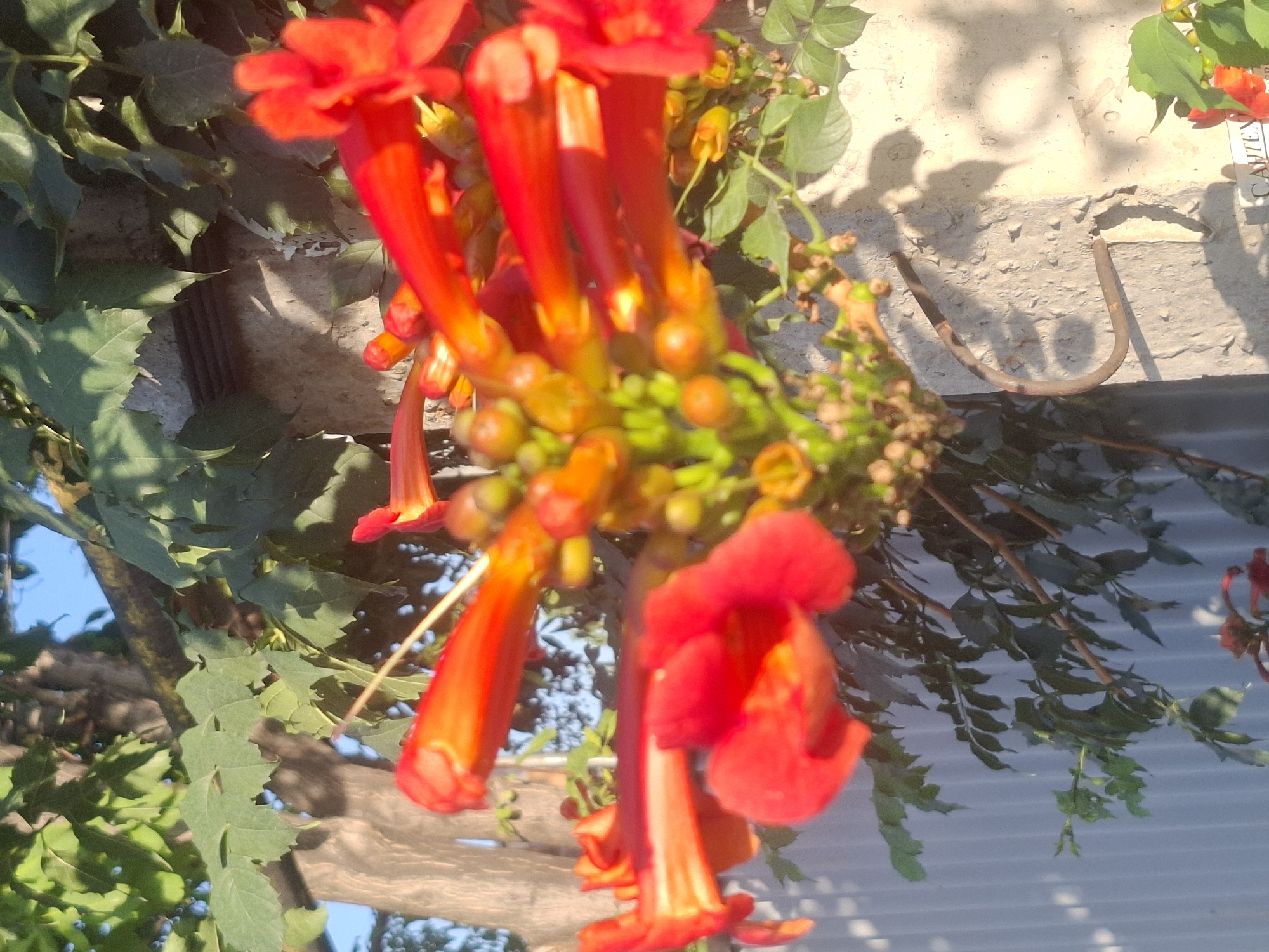 The image displays a close-up view of trumpet-shaped orange and red flowers in bloom, with green foliage and a tree trunk visible in the background. The flowers are clustered together and appear to be growing on a vine. A weathered concrete pillar with a rusty metal hook is also present on the right side of the image. A light gray corrugated metal fence is visible in the lower left and center. The lighting suggests it is daytime, possibly late afternoon, with sunlight casting shadows on the concrete pillar. The scene appears to be in an outdoor, garden or yard setting. There are no people or animals visible in the image. The specific location in Almaty, Kazakhstan is not determinable from the visual information provided.