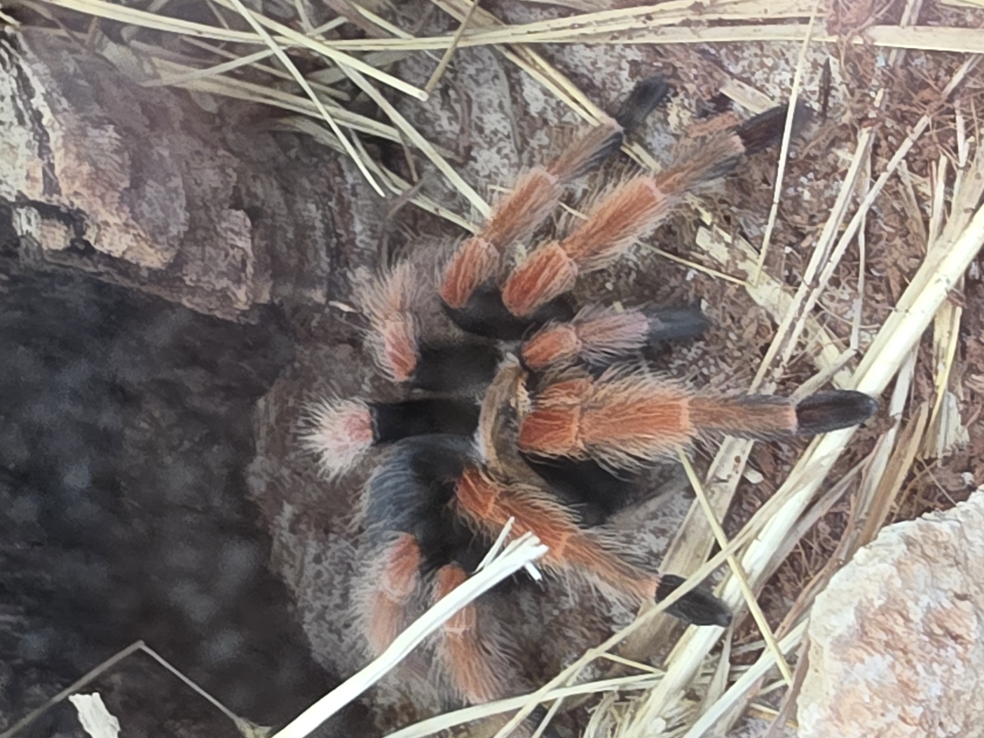 A close-up, eye-level shot shows a tarantula with an orange and black body, resting on a substrate of dried grass and dirt. The tarantula's legs are spread out, with some appearing to be curled. In the background, a rough, textured surface, possibly bark or wood, forms an opening. The scene is illuminated by natural light, casting a subtle shadow. There are no people present, and no specific location in Bussolengo, Italy, can be identified from the image.