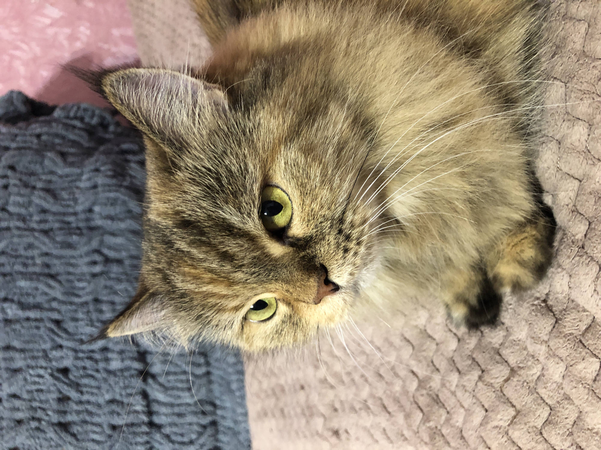 A medium shot captures a tortoiseshell cat with yellow-green eyes and long whiskers lying on a textured pink blanket. The cat's fur is a mix of brown, black, and orange. Behind the cat, a dark gray knitted blanket is visible, and to the right, a pink textured surface. The lighting appears to be natural, casting soft shadows. The cat is looking to the left of the frame.