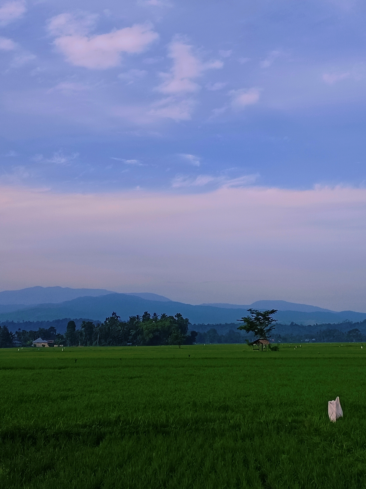 The image depicts a serene rural landscape in Kampung Jumpa, Indonesia. In the foreground, a vast, lush green rice paddy stretches across the frame. Scattered throughout the paddy are small, white objects that appear to be scarecrows or protective coverings for the crops. A small, thatched-roof shelter sits beneath a solitary, leafy tree in the mid-ground. Beyond the rice fields, a dense line of dark green trees forms a natural boundary, with rolling, blue-toned mountains visible in the far distance. The sky above is a soft gradient of blue and pale pink, with wispy clouds scattered across it, suggesting either dawn or dusk. A single, modest house with a light-colored roof is visible on the left side of the frame, nestled amongst the trees. The overall atmosphere is tranquil and natural, characteristic of the Indonesian countryside.