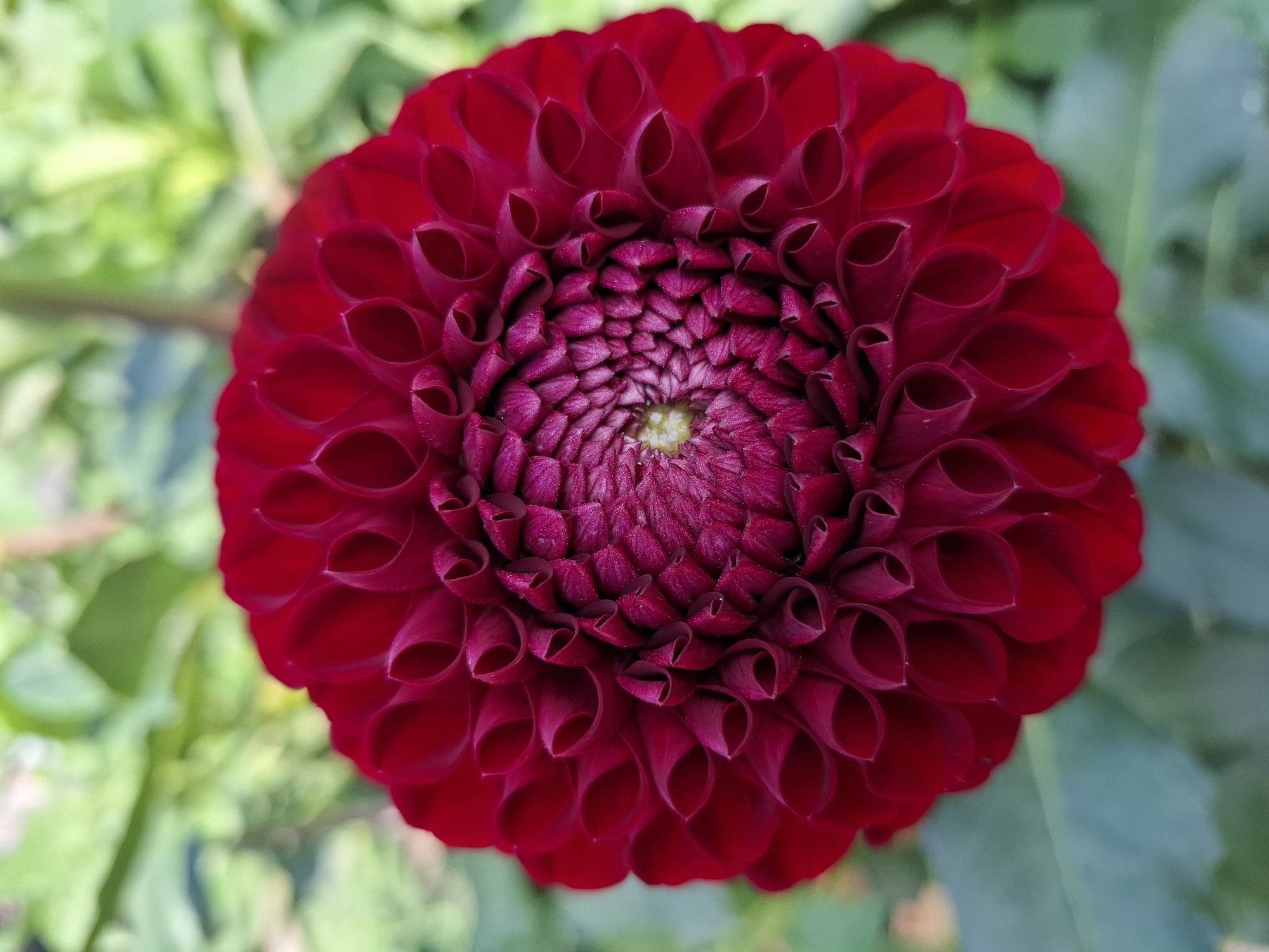 A close-up, overhead shot captures a deep red dahlia flower in full bloom. The petals are tightly packed and arranged in a spiraling pattern, creating a sense of intricate detail and depth. The outer petals are a rich, velvety red, while the inner petals transition to a darker, more purplish hue. The center of the flower is a lighter, yellowish-green. The background is a soft, blurred green, suggesting foliage or other plants. The image is well-lit, with natural light highlighting the textures and colors of the flower. The scene appears to be outdoors, likely in a garden or park setting. No people or specific landmarks that would indicate a location in Tyumen, Russia, are visible.