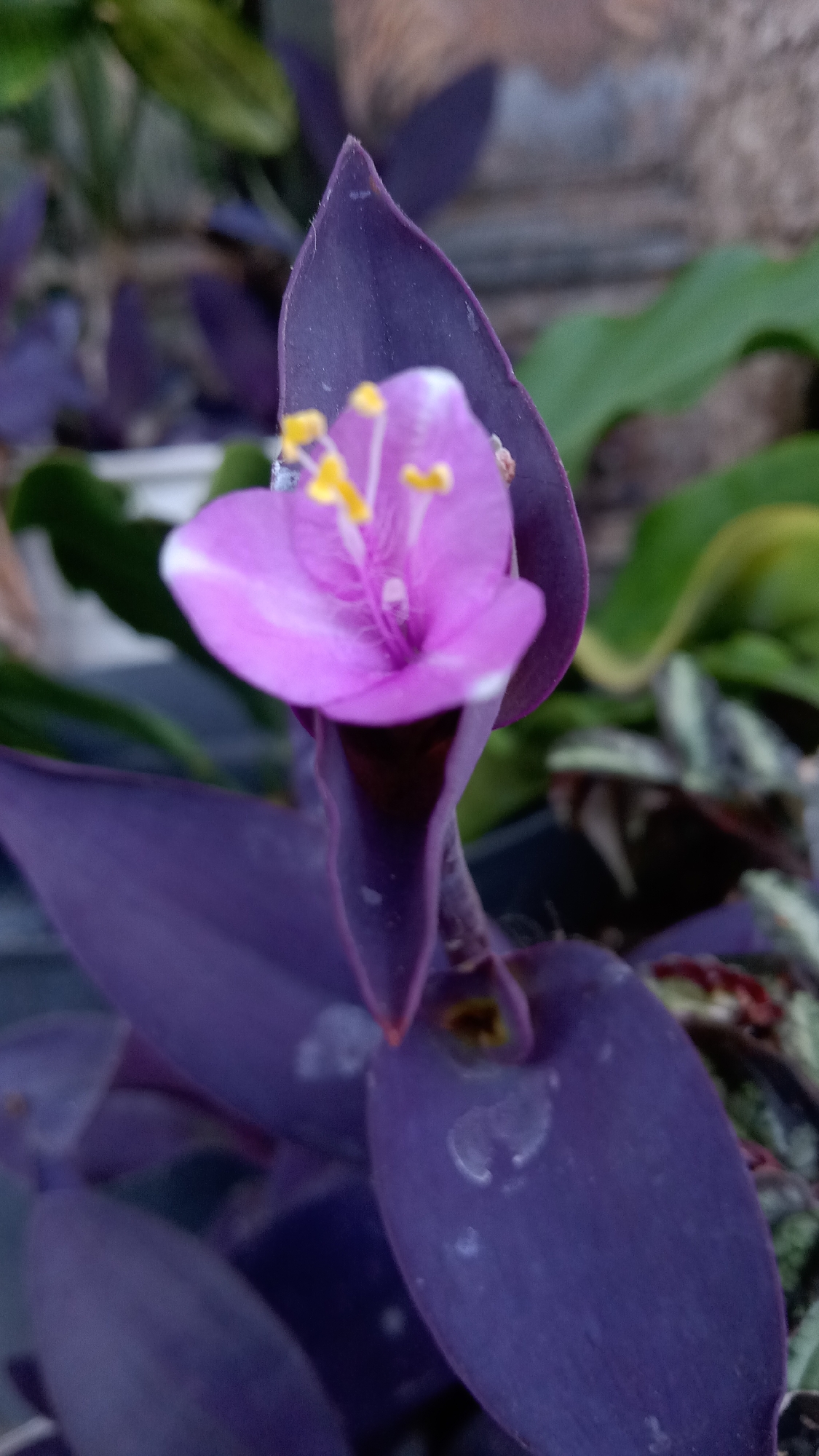 A close-up, slightly out-of-focus shot showcases a vibrant purple flower with delicate pink petals. The flower, which appears to be a Wandering Jew plant, has yellow stamens and a single dewdrop resting on one of its petals. The plant's deep purple leaves are visible in the foreground and background. The background is blurred, with hints of green foliage and a textured, light-colored wall. The image was taken outdoors, likely in a garden or residential area, given the presence of plants and a natural-looking wall. The scene suggests a moment of natural beauty captured in a tranquil setting. The specific location within Kediri City, Indonesia, cannot be determined from the image alone, as it focuses solely on the plant.