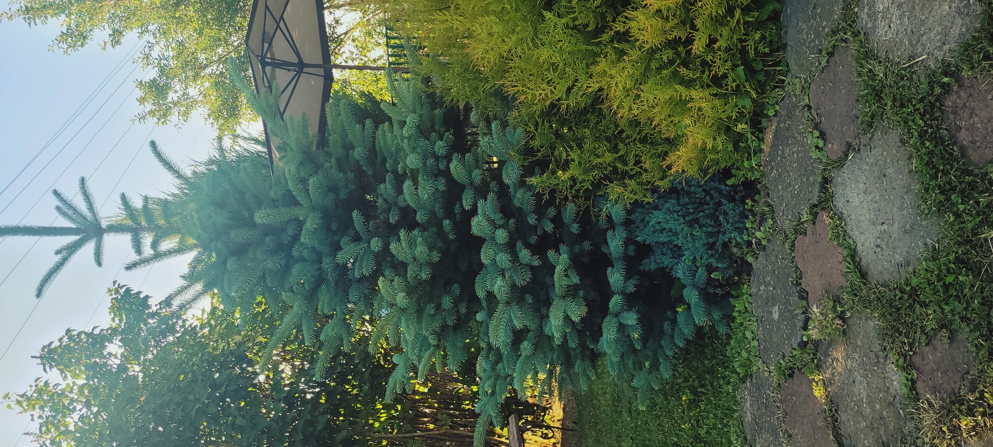 An eye-level, vertical shot shows a lush garden scene with a prominent blue spruce tree as the central subject. The tree is full and green, with a pointed top reaching towards a clear, pale blue sky. Behind the spruce, to the right, is a light-colored patio umbrella, partially obscured by foliage. To the right of the spruce, a dense, vibrant green shrub fills the frame. In the foreground, a pathway of irregular, flat stones is laid in the grass. Small green plants and weeds grow between the stones and along the edges of the path. In the background, other trees and foliage create a dense green backdrop, with hints of sunlight filtering through the leaves. Power lines are visible in the upper portion of the sky. The overall impression is of a well-maintained, outdoor garden space.