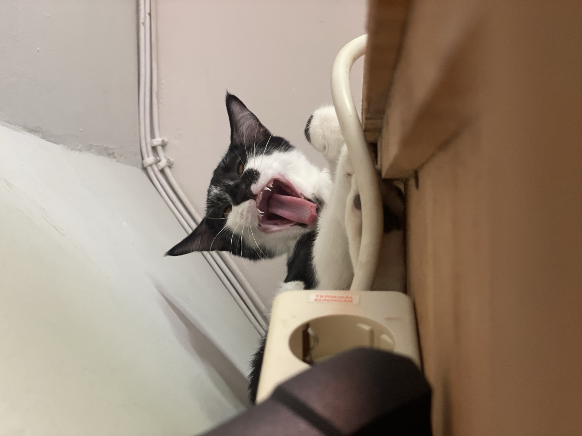 A close-up, low-angle shot depicts a black and white cat mid-yawn or roar, displaying its open mouth and pink tongue. The cat is positioned between a white wall with cable conduits and a beige-colored surface, possibly a shelf or cabinet. A power socket with an obscured plug is visible below the cat; the power socket label reads "TERMINAL KUNINGAN." The location is most likely in a building within the city of Denpasar, Indonesia.