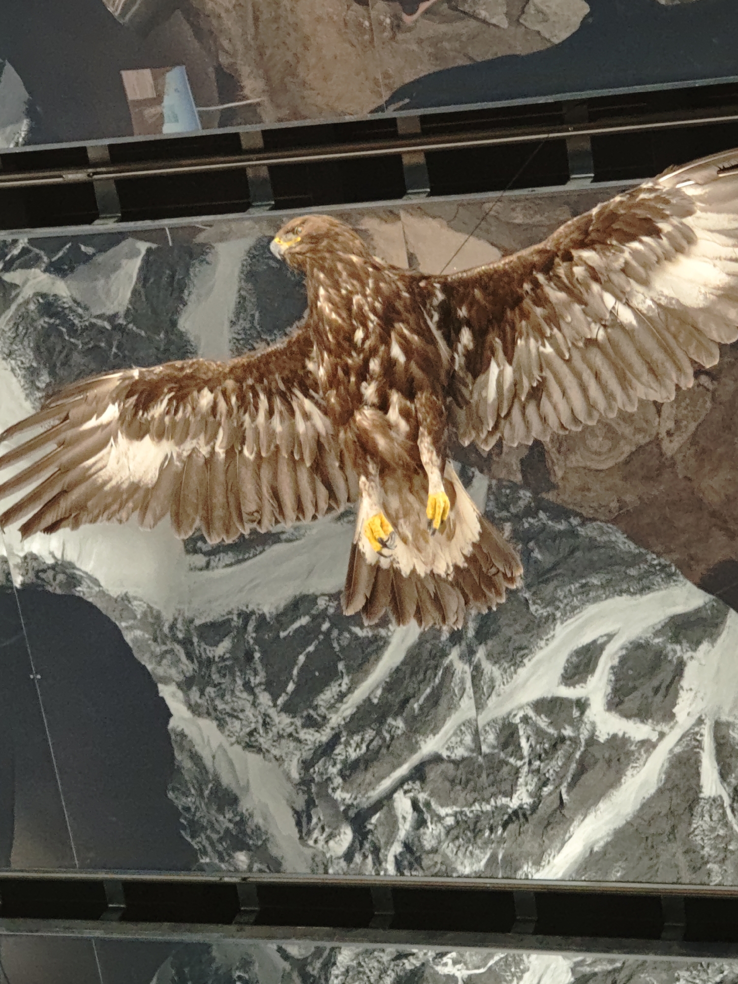 The image shows a taxidermied golden eagle with outstretched wings, set against a backdrop of a mountainous landscape, likely a display within the Nationalpark Hohe Tauern visitor center in Mittersill, Austria. The eagle is positioned centrally, its brown and white feathers meticulously preserved. Its talons are visible, as is its hooked beak and bright yellow eyes. The background depicts snow-capped mountains and dark rock formations, rendered in a realistic, possibly photographic or mural style. Horizontal dark metal bars are present at the top and bottom of the image, suggesting the display case or framing of the exhibit.