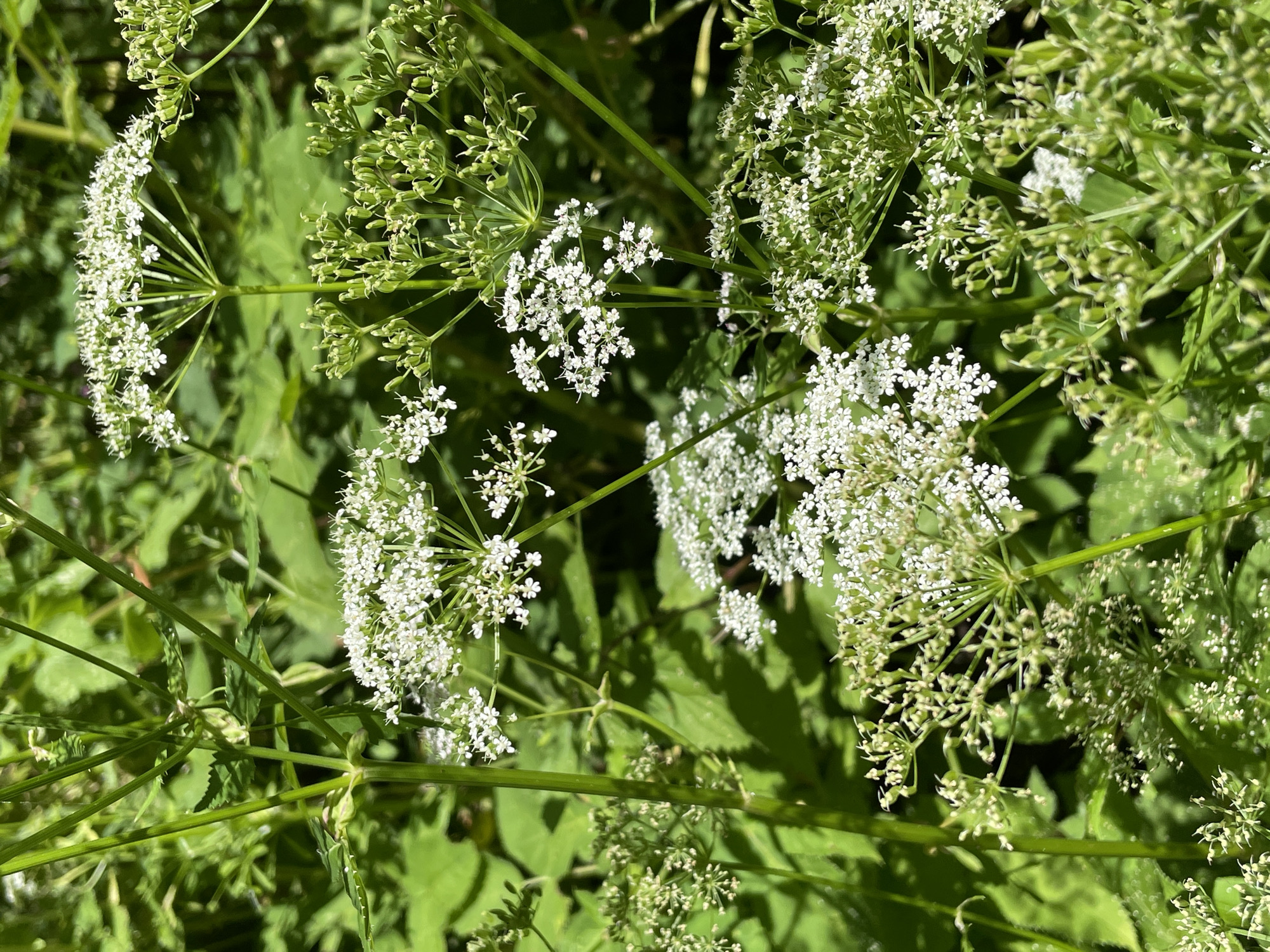 The image depicts a close-up of white wildflowers, likely Queen Anne's Lace or a similar species, with intricate umbel-shaped flower clusters. The flowers are surrounded by a backdrop of lush green foliage, suggesting an outdoor natural setting. The lighting indicates it is daytime, with sunlight illuminating the delicate white petals and green stems. The overall impression is one of natural beauty and growth. This scene is consistent with the natural areas found within or surrounding the city of Hennef, Germany, which is known for its green spaces and proximity to the Siebengebirge nature park.